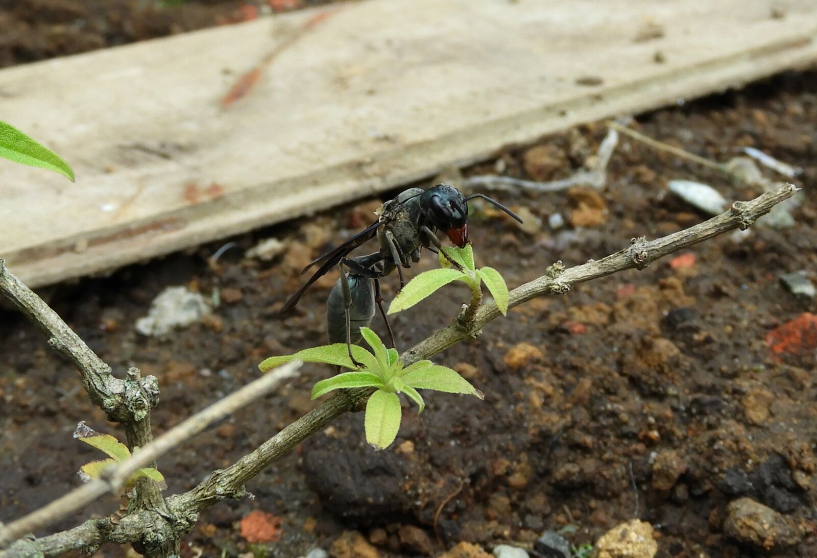 Nikon Coolpix B700 sample photo. Nature, insect, soil photography