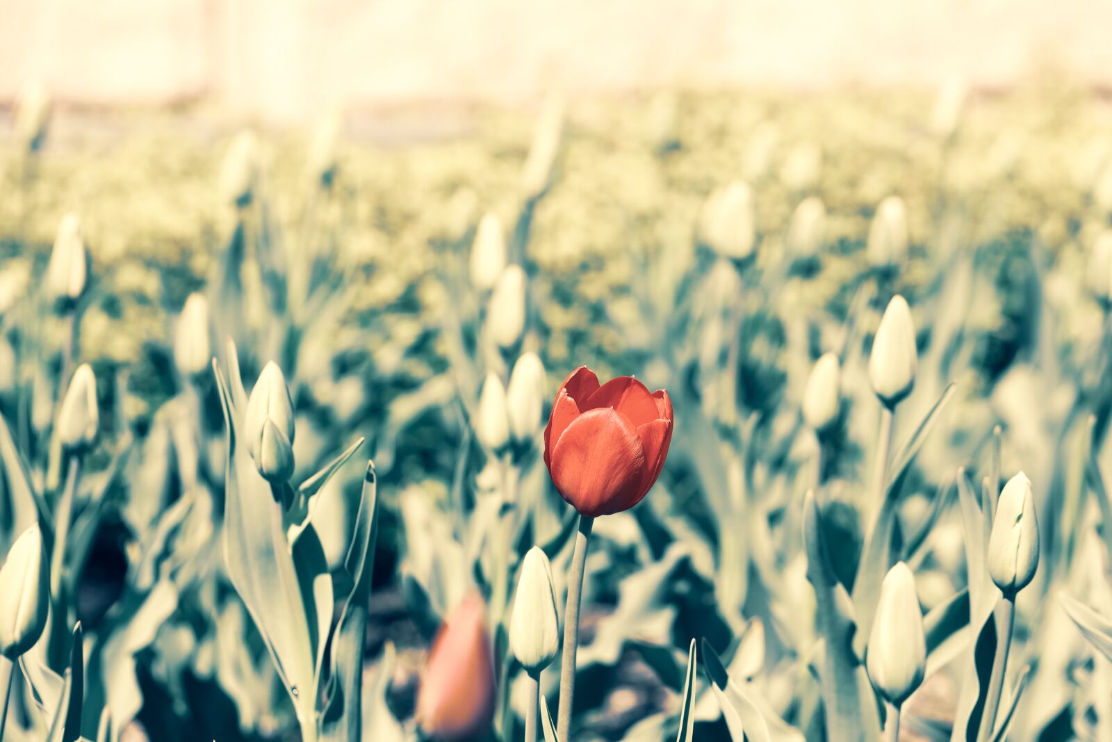 Canon EOS R sample photo. Tulip, flower, red photography