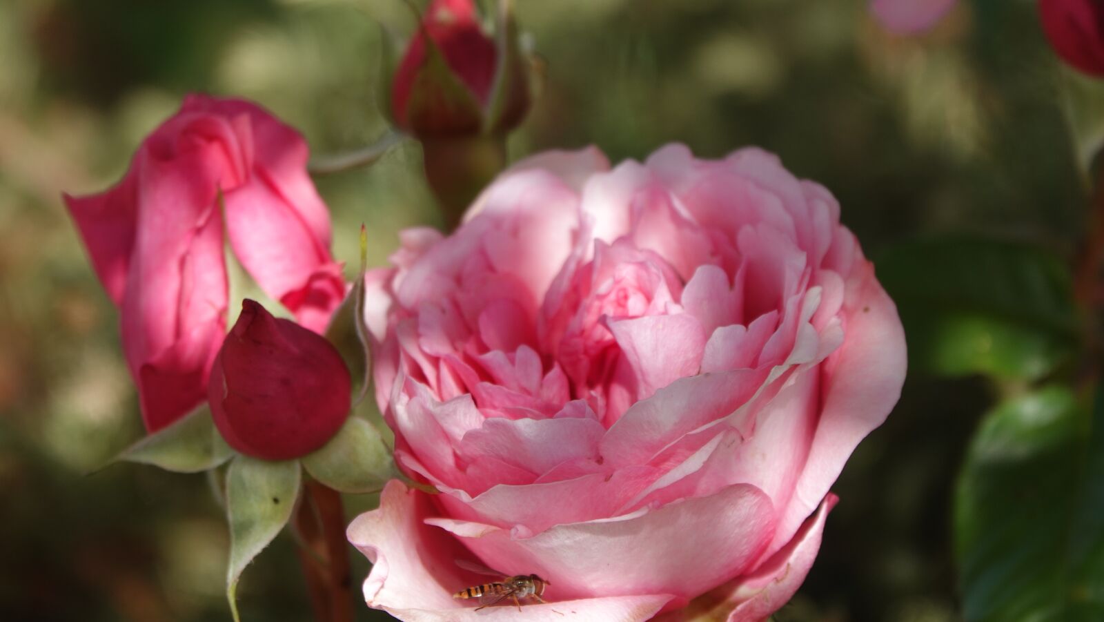 Sony Cyber-shot DSC-RX10 IV sample photo. Roses, perfume, garden photography