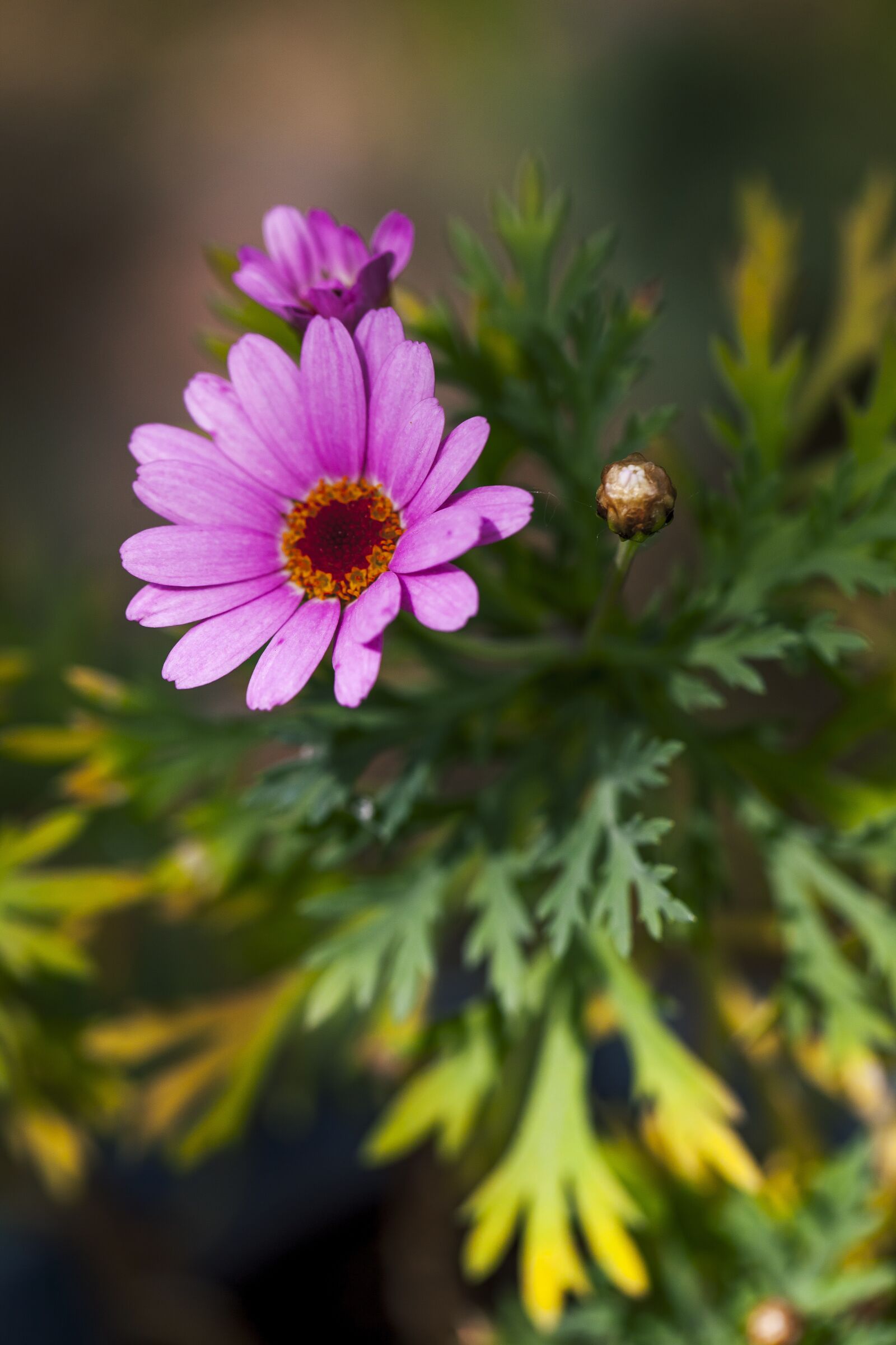 Canon EF 100mm F2.8L Macro IS USM sample photo. Purple flower, petals, purple photography
