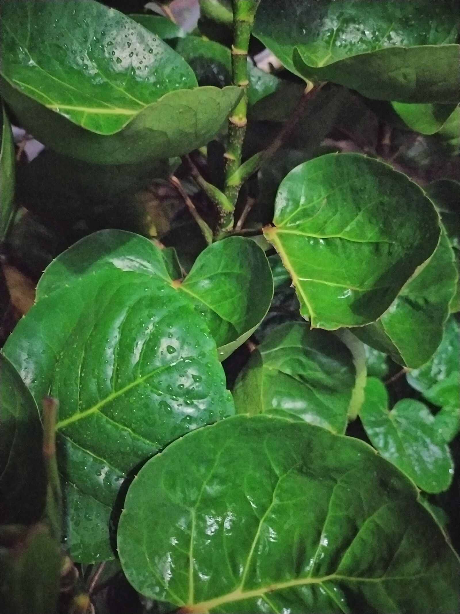 Xiaomi Redmi Note 8 sample photo. Leaf, rain, black photography