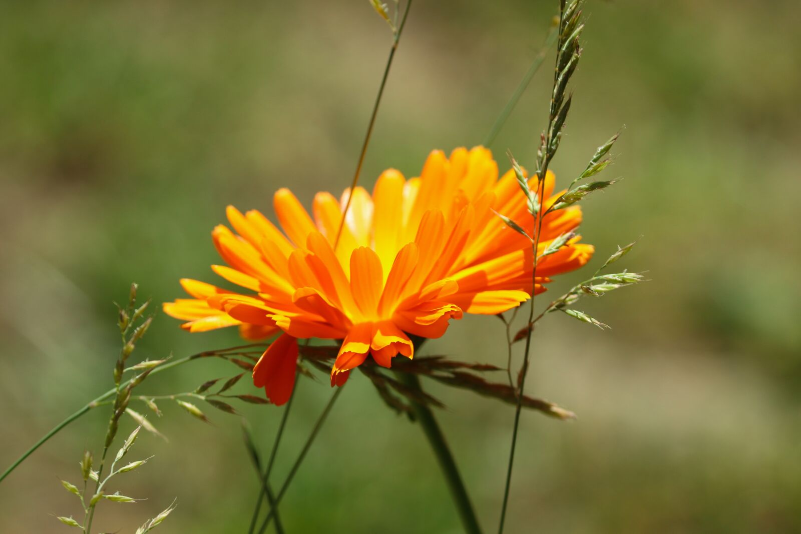 Canon EOS 200D (EOS Rebel SL2 / EOS Kiss X9) sample photo. Marigold, calendula suffruticosa, marigold photography