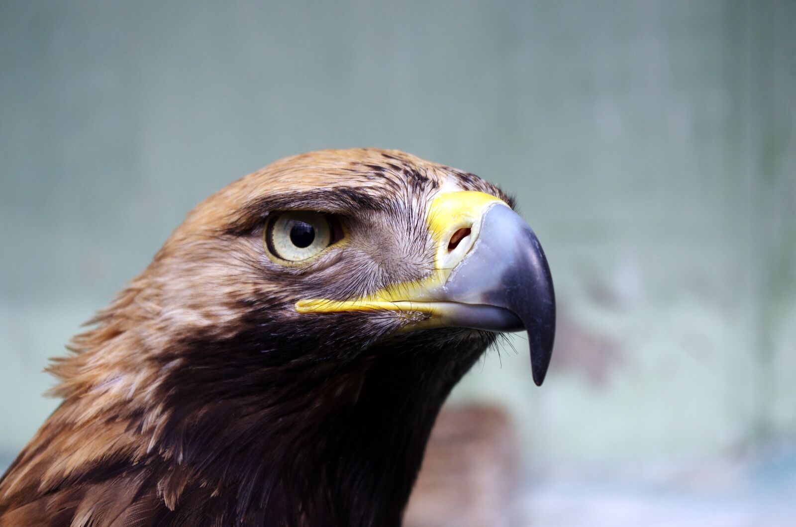 Pentax K-5 sample photo. Animal, bird, close-up photography