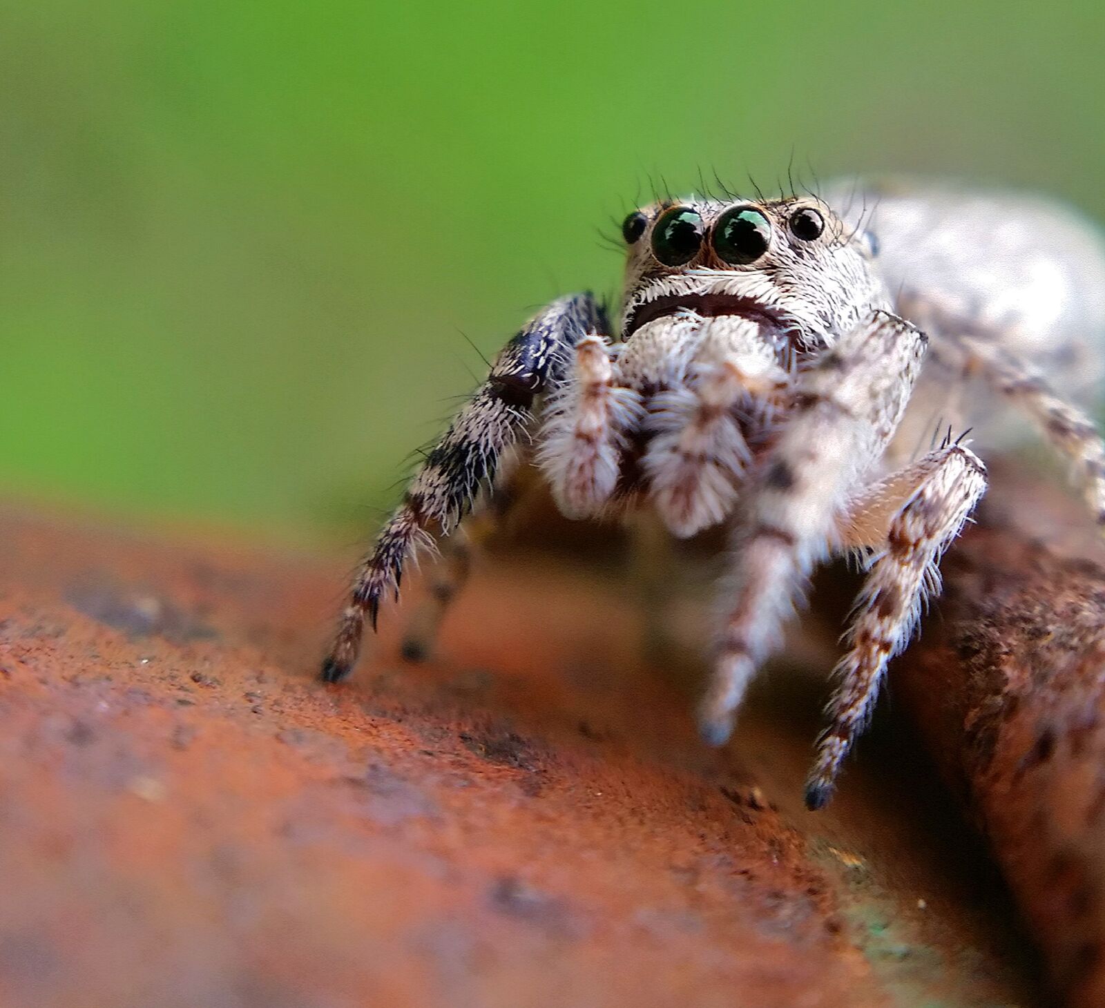 Samsung Galaxy S5 sample photo. Arachnid, arachnids, bugs, insect photography