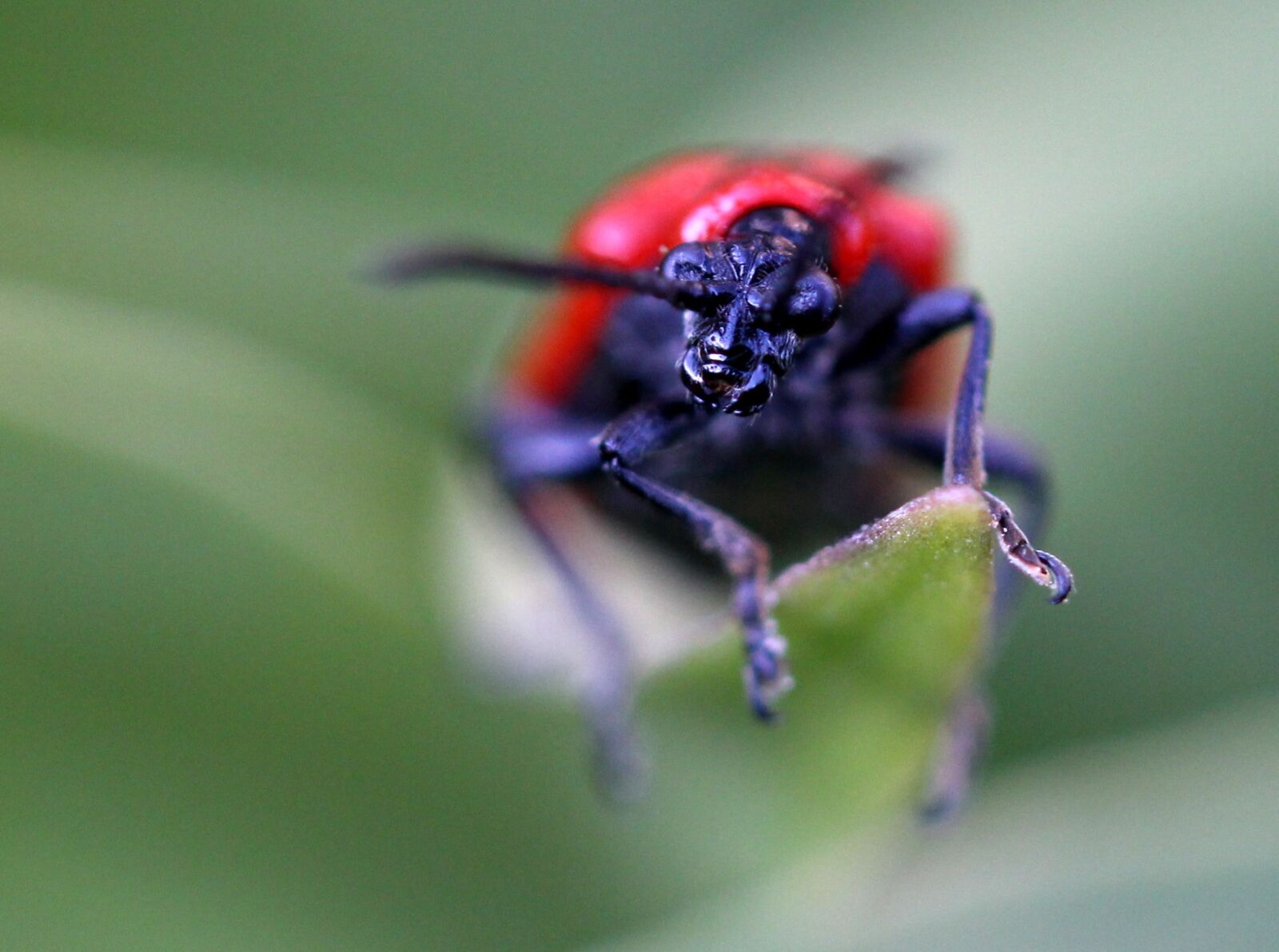 Canon EF-S 60mm F2.8 Macro USM sample photo. Insecta, red, monster photography