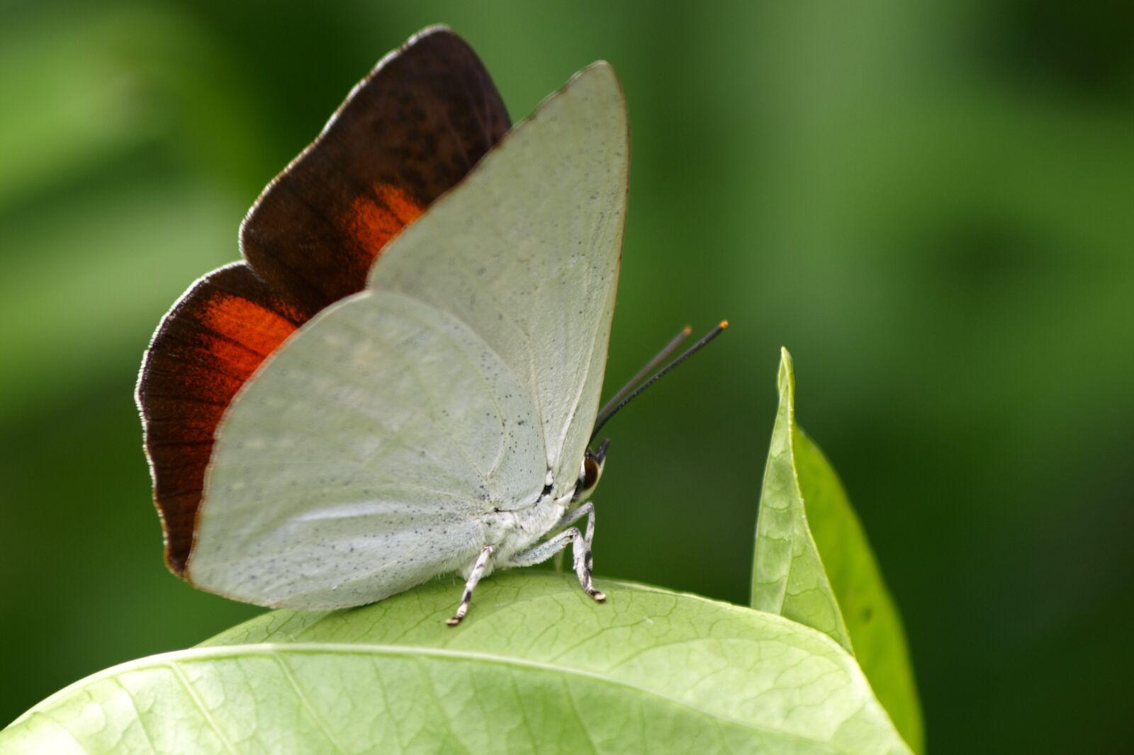 Olympus E-510 (EVOLT E-510) sample photo. Insect, butterfly, white photography
