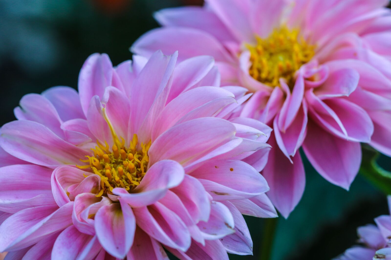 Canon EOS 7D Mark II sample photo. Garden flower, flower, garden photography