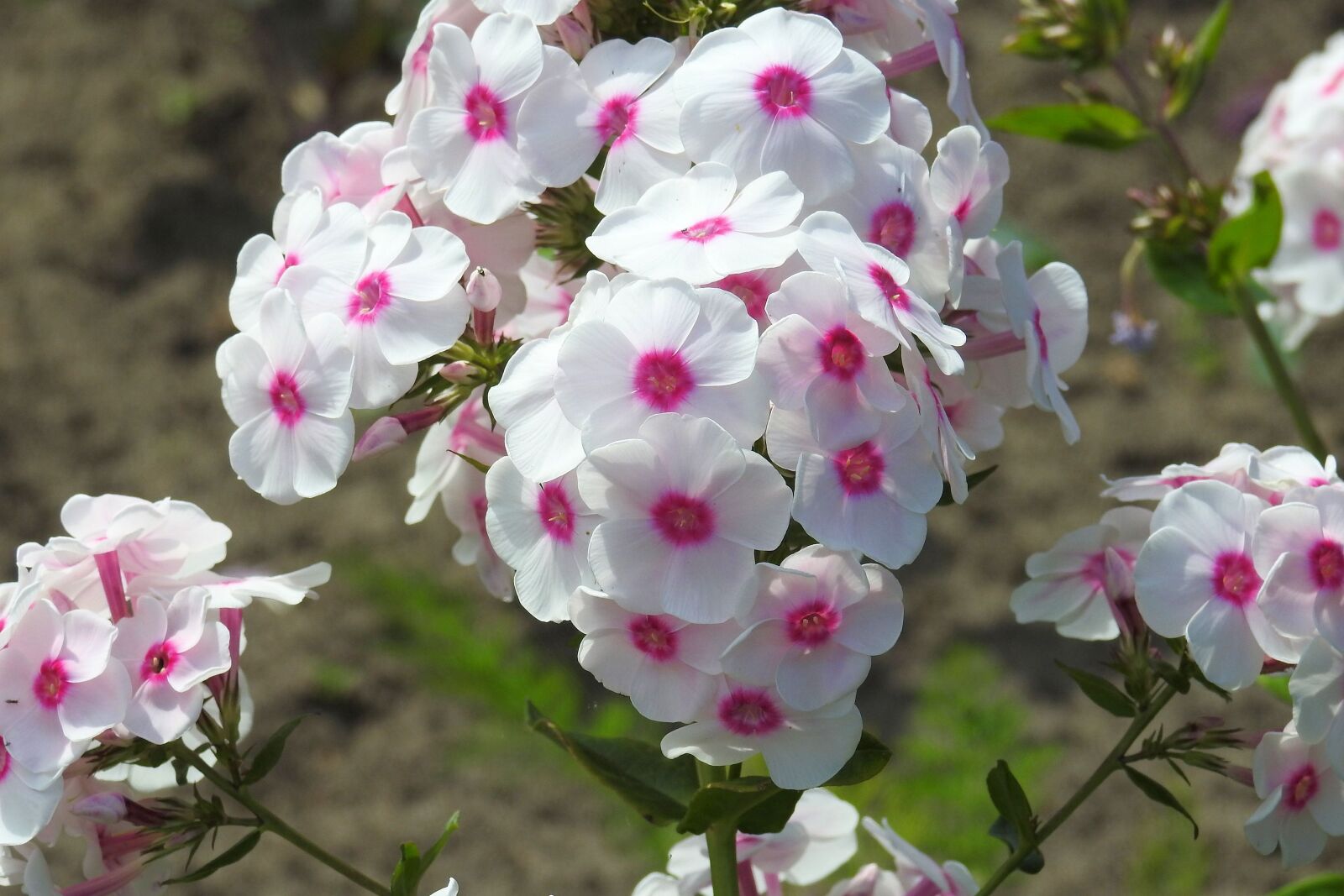 Nikon Coolpix P900 sample photo. Phlox, garden phlox, flower photography