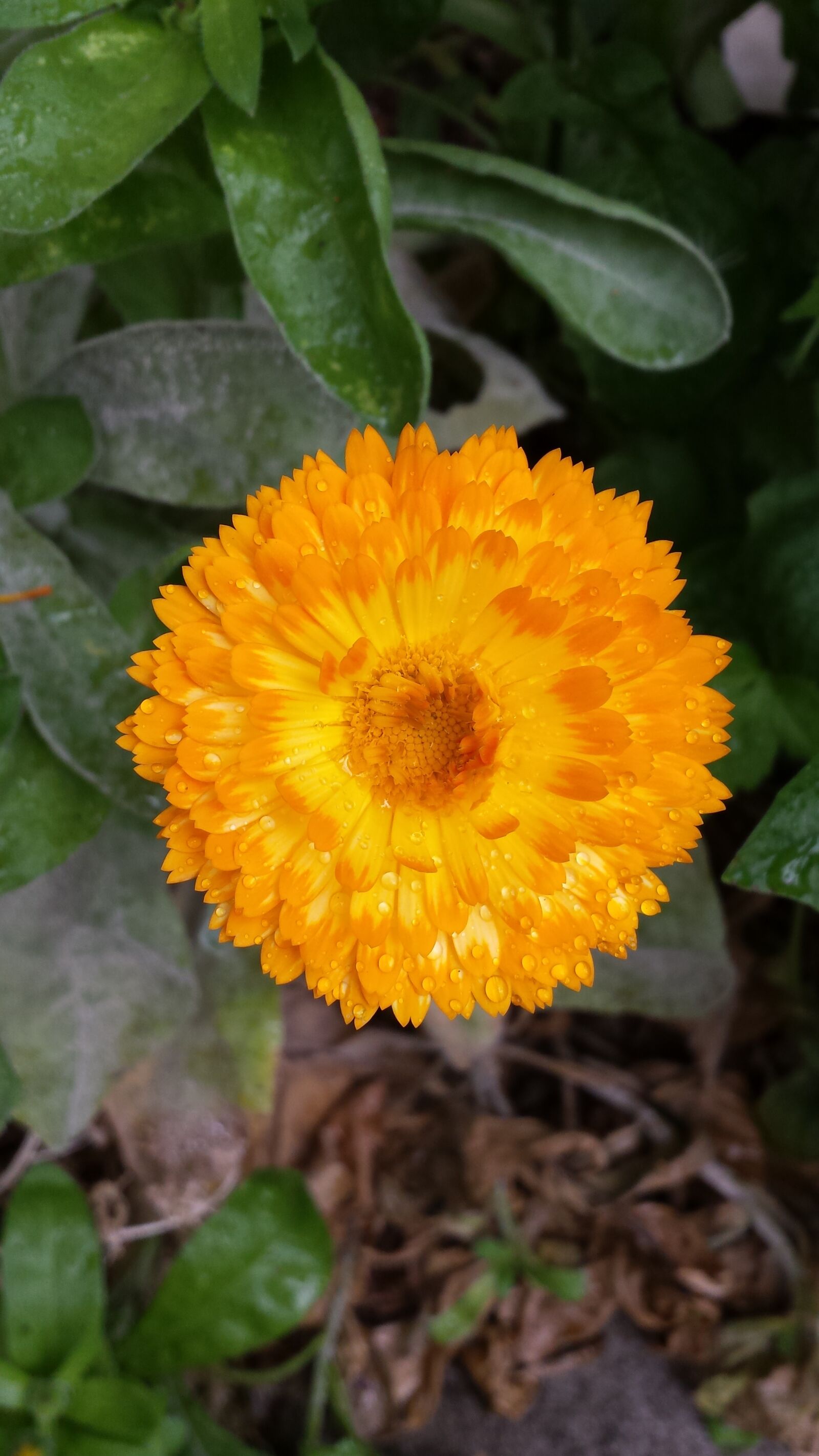 Samsung Galaxy S4 sample photo. Calendula, flower, orange photography