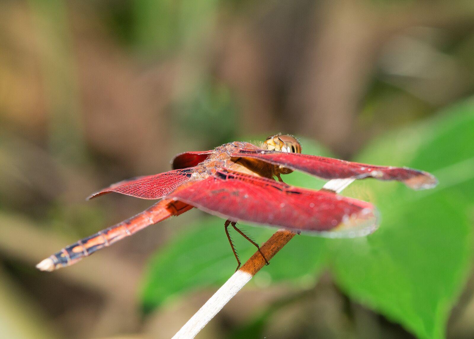Nikon D7100 sample photo. Dragonfly, red, wings photography