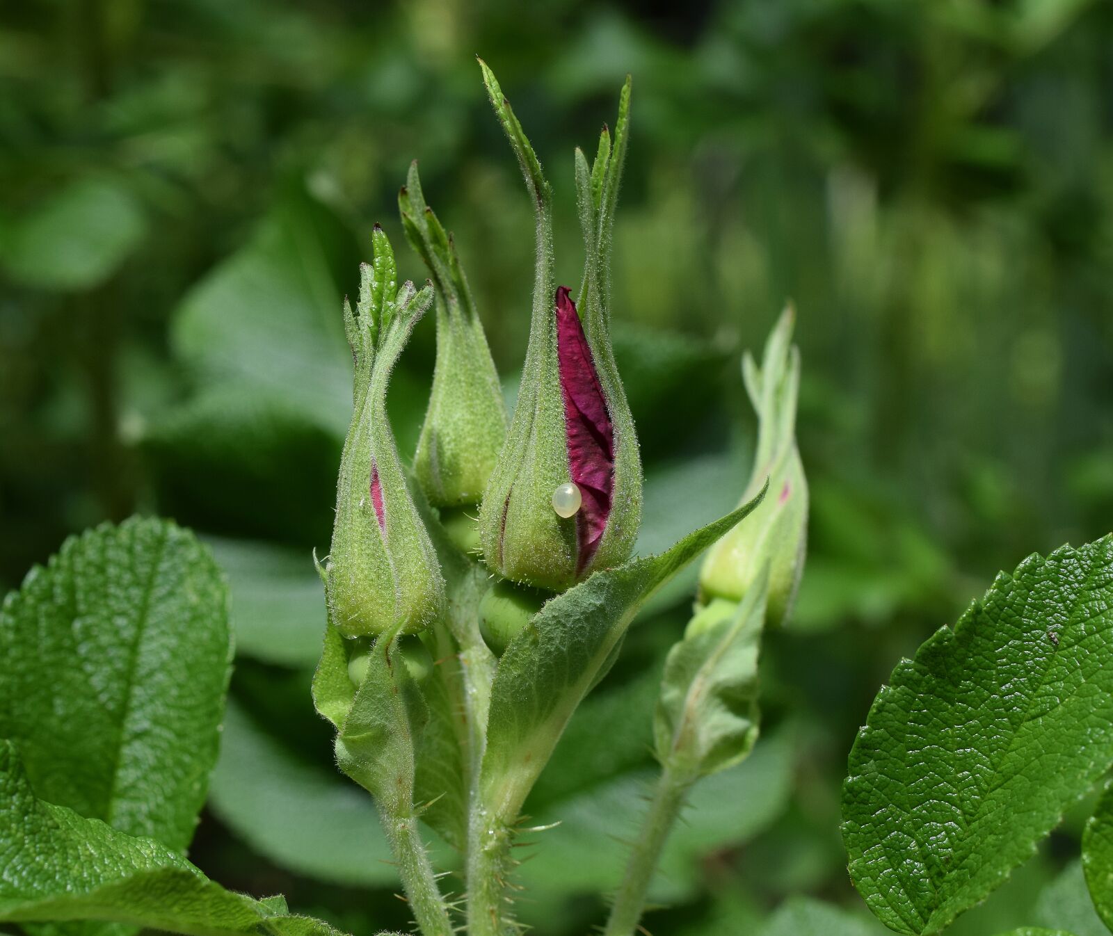 Nikon D3300 sample photo. Rose buds with egg photography