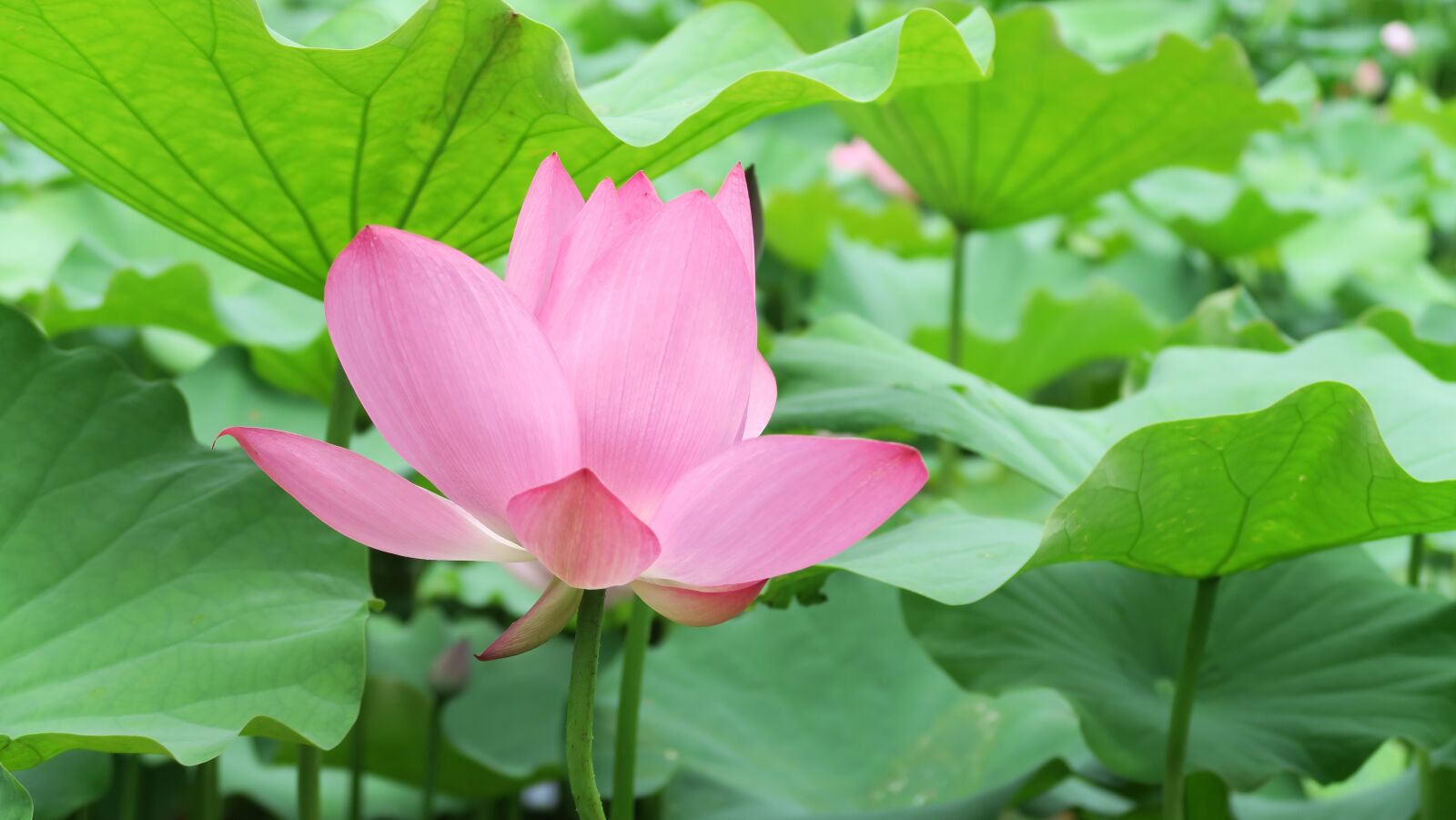 Canon PowerShot G7 X sample photo. Lotus, taiwan photography