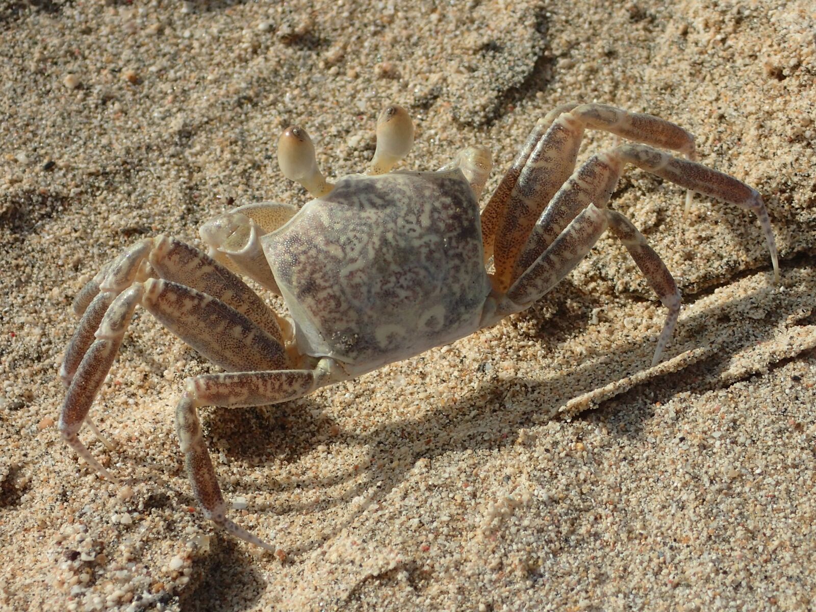 Olympus TG-4 sample photo. Crab, beach, shellfish photography