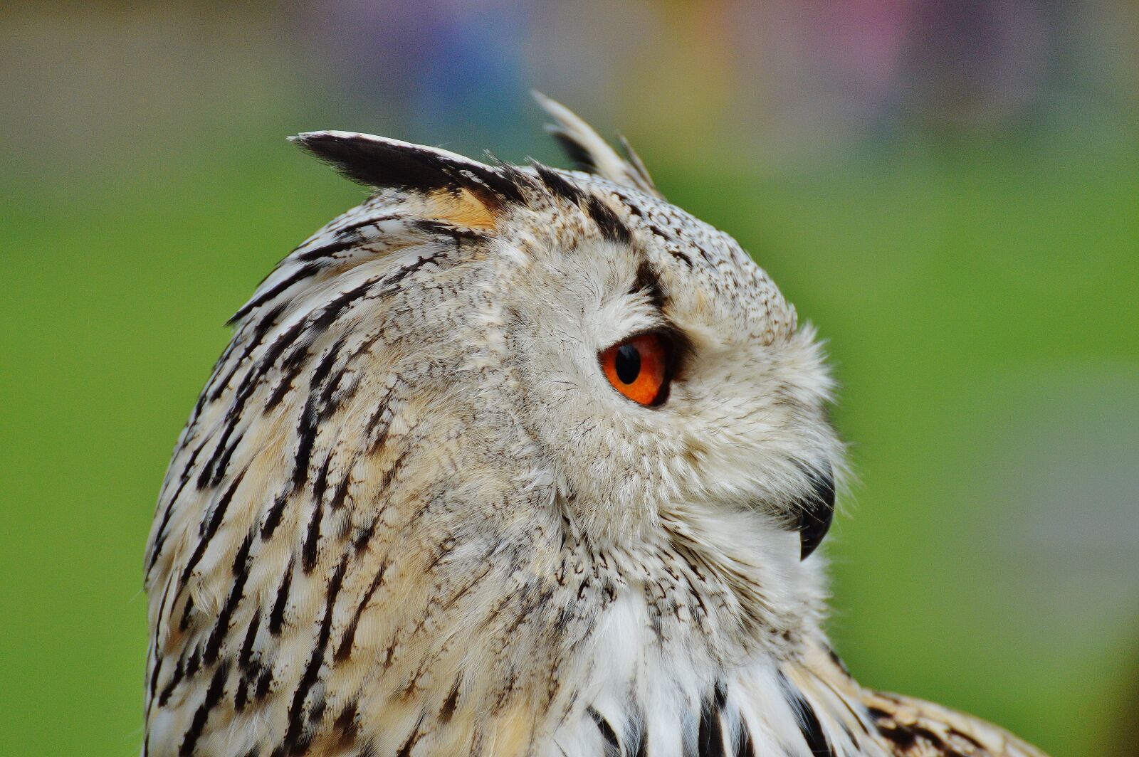 Nikon D3200 sample photo. Owl, wildpark poing, bird photography