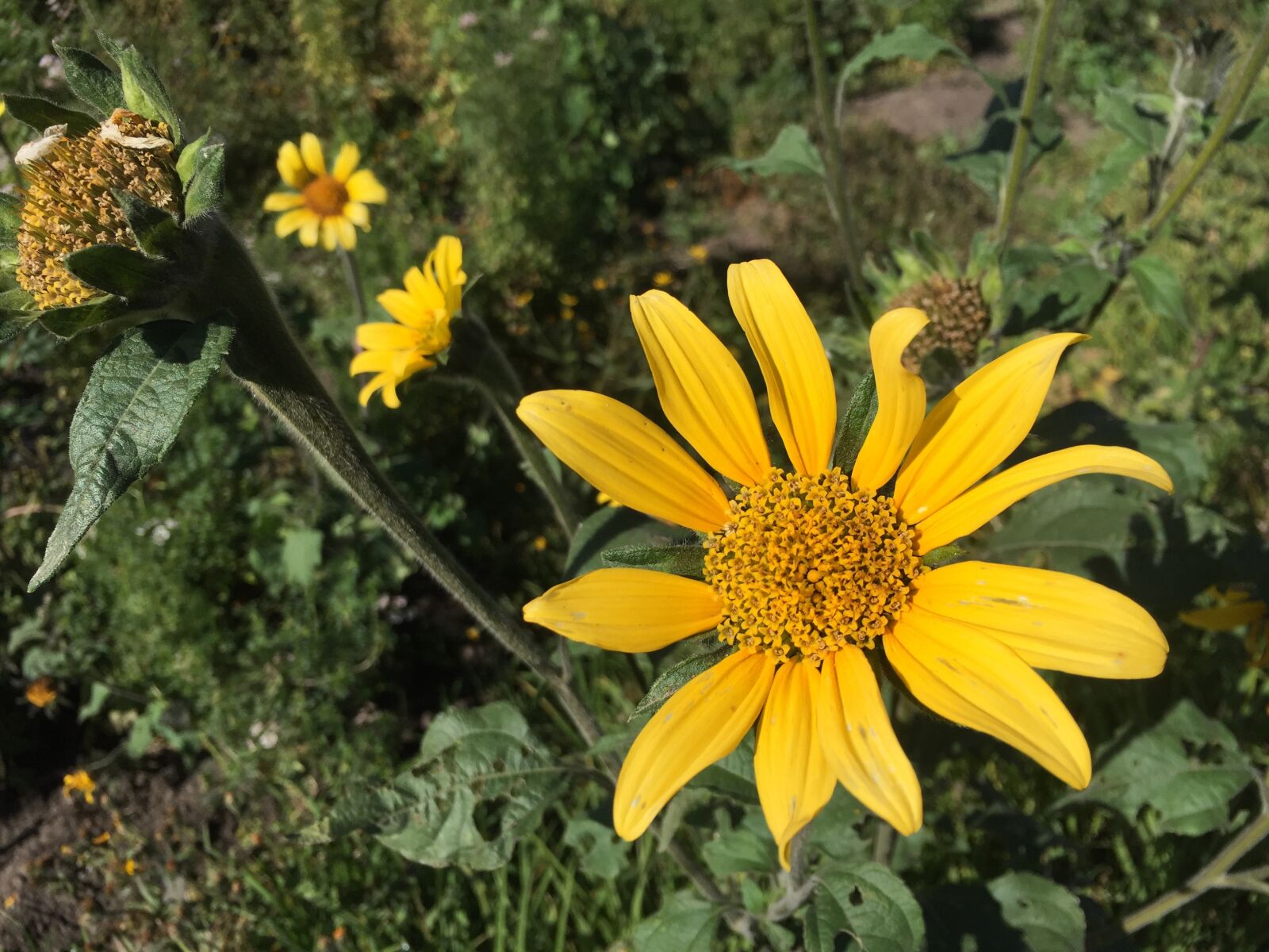 iPhone 6 back camera 4.15mm f/2.2 sample photo. Flor, paisajes, jardín photography