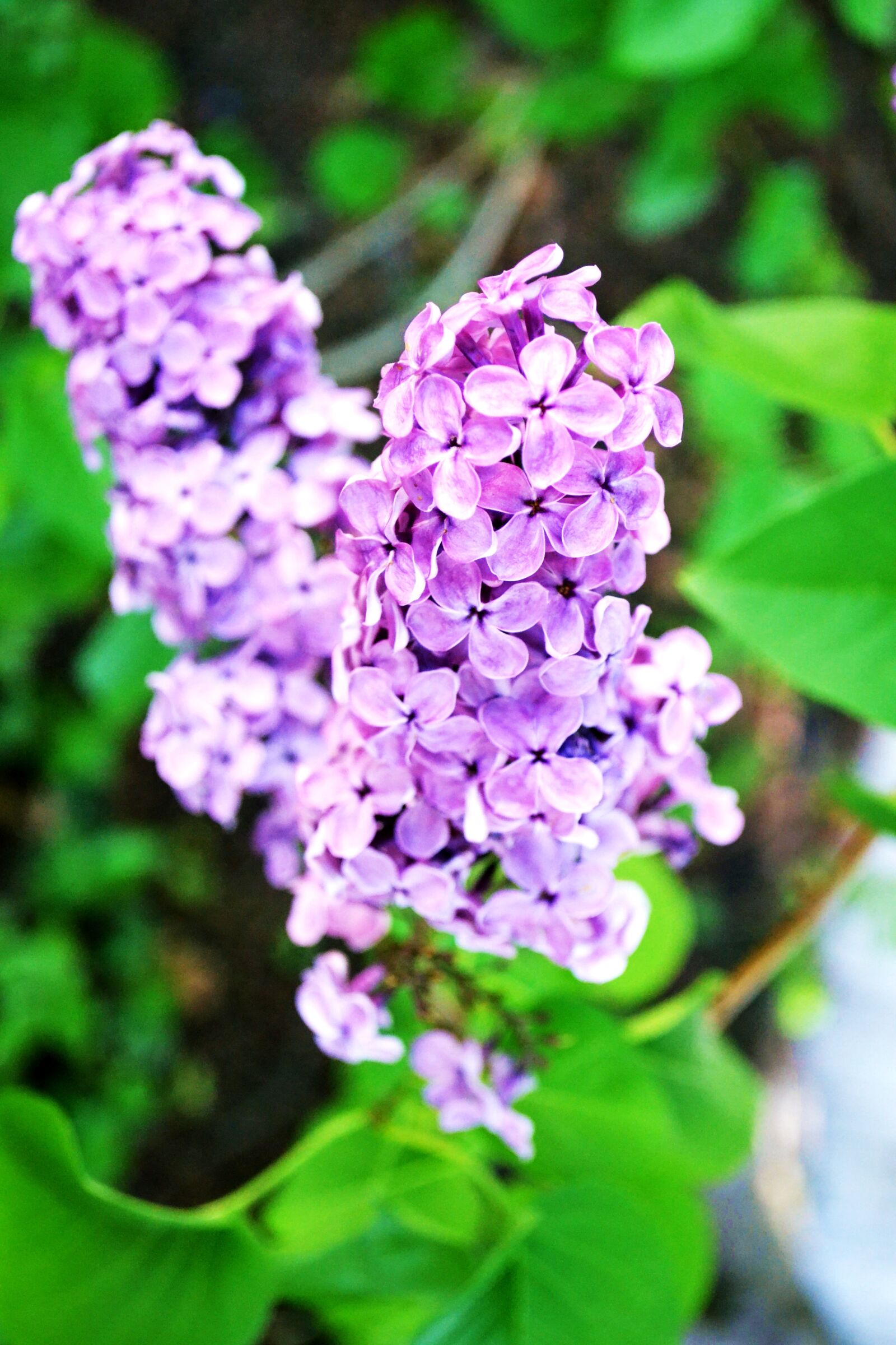 Nikon D3100 sample photo. Lilac, flowers, nature photography