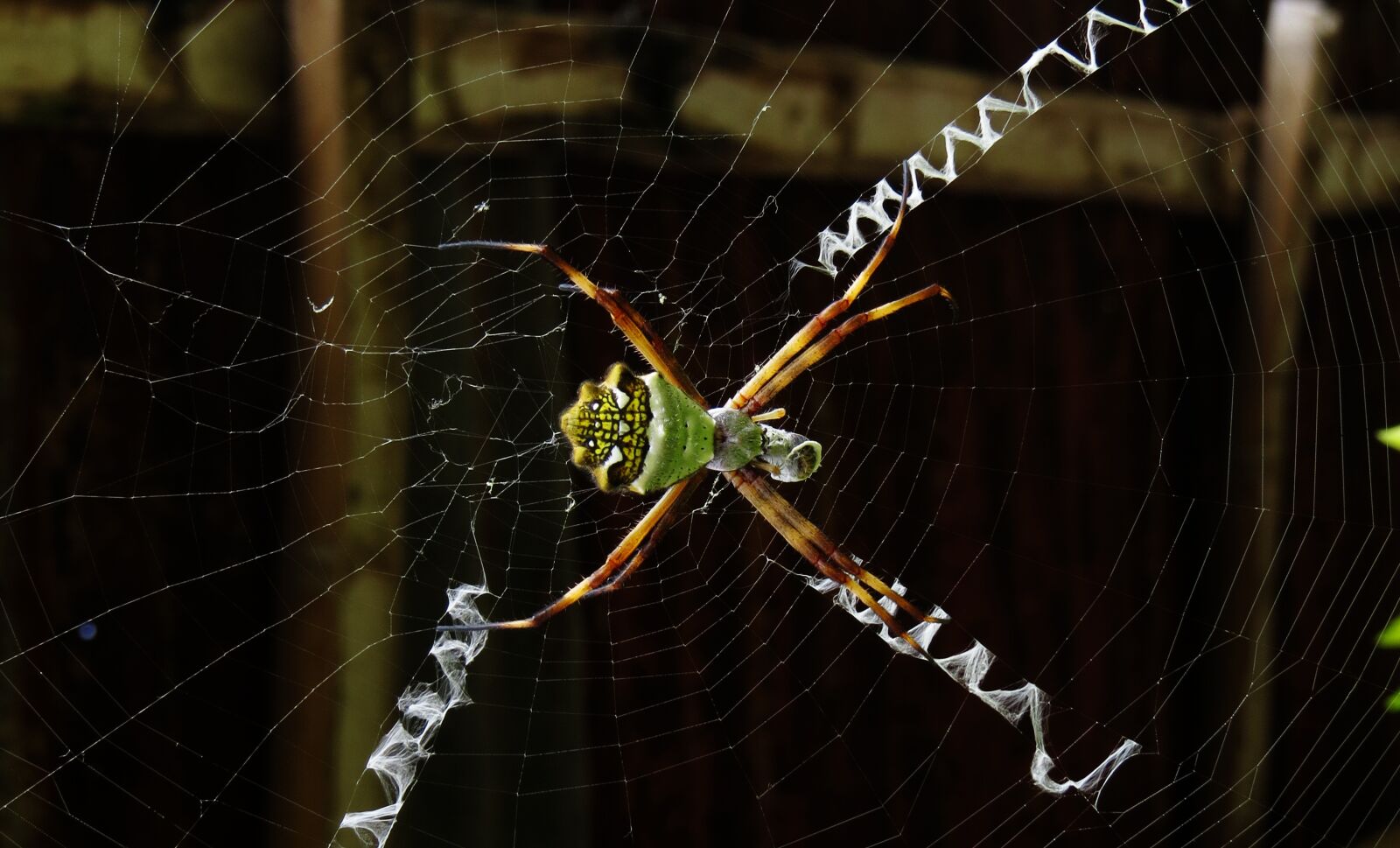 Canon PowerShot SX50 HS sample photo. Macro, insect, web photography