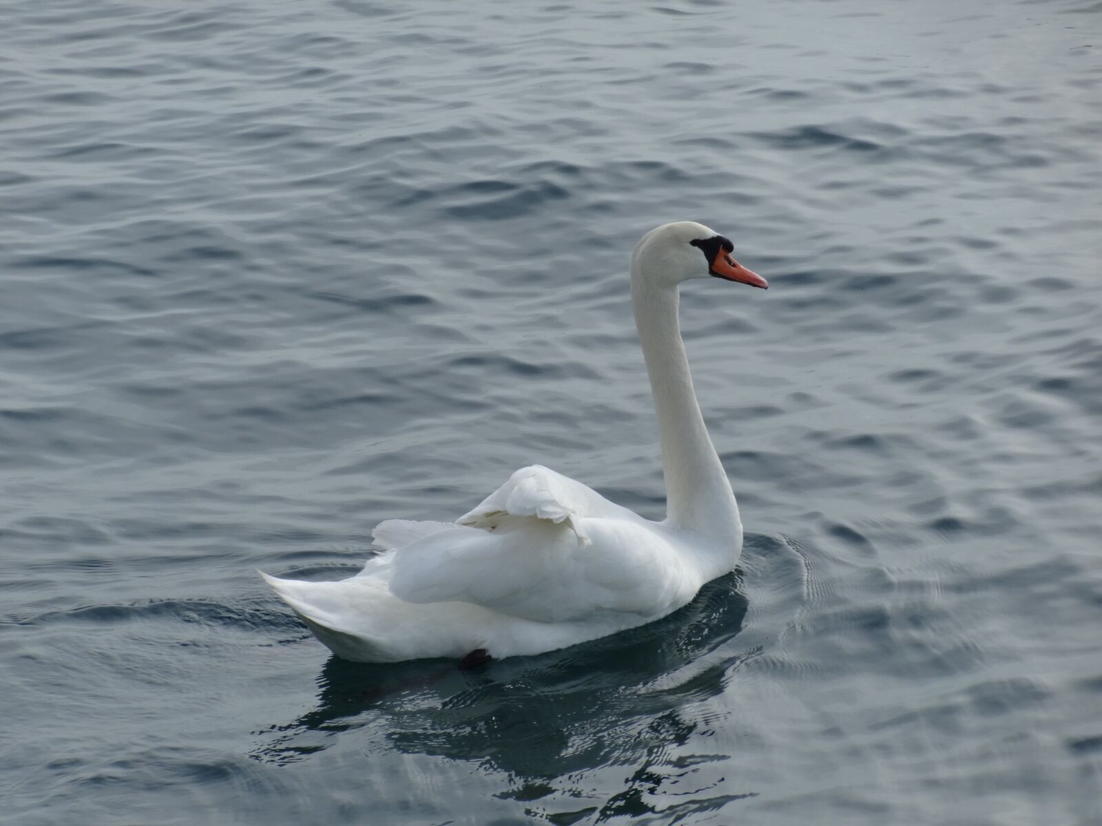 Sony Cyber-shot DSC-WX80 sample photo. Swan, bird, lake photography