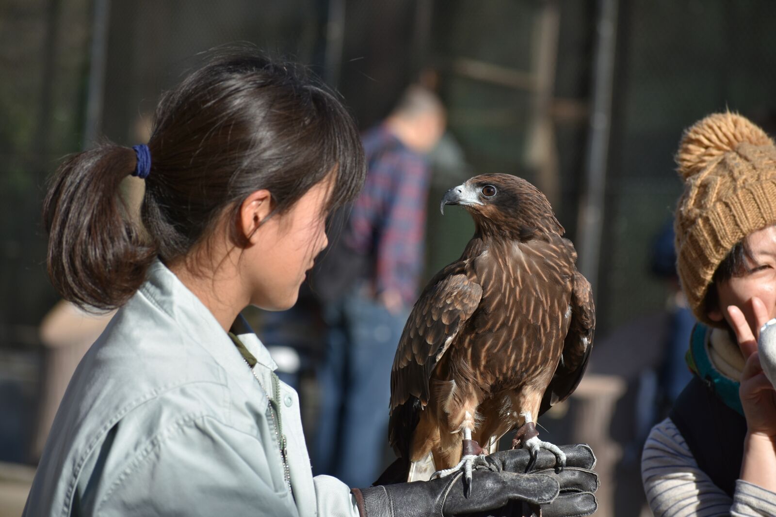 Nikon D7200 sample photo. Animal, bird, raptor photography
