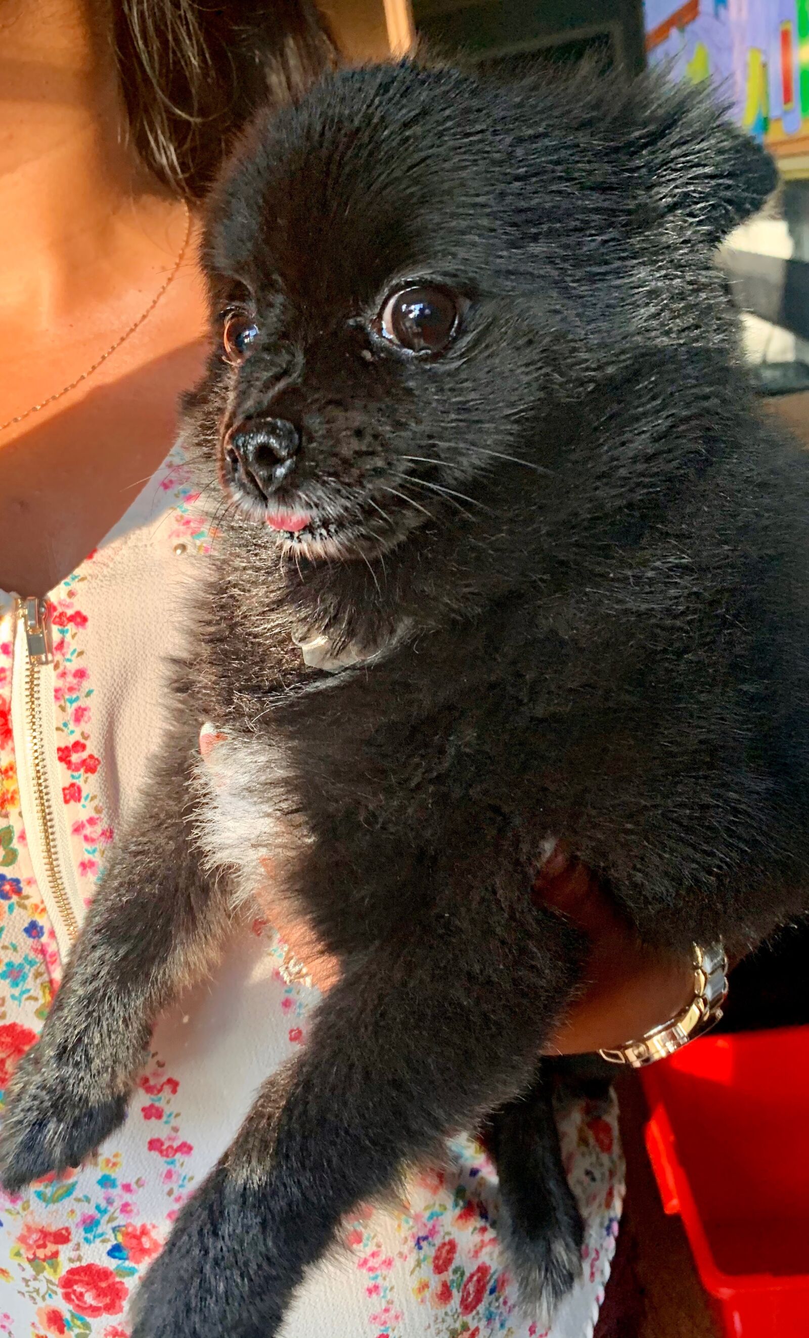 iPhone XR back camera 4.25mm f/1.8 sample photo. Black pomeranian, puppy, adorable photography