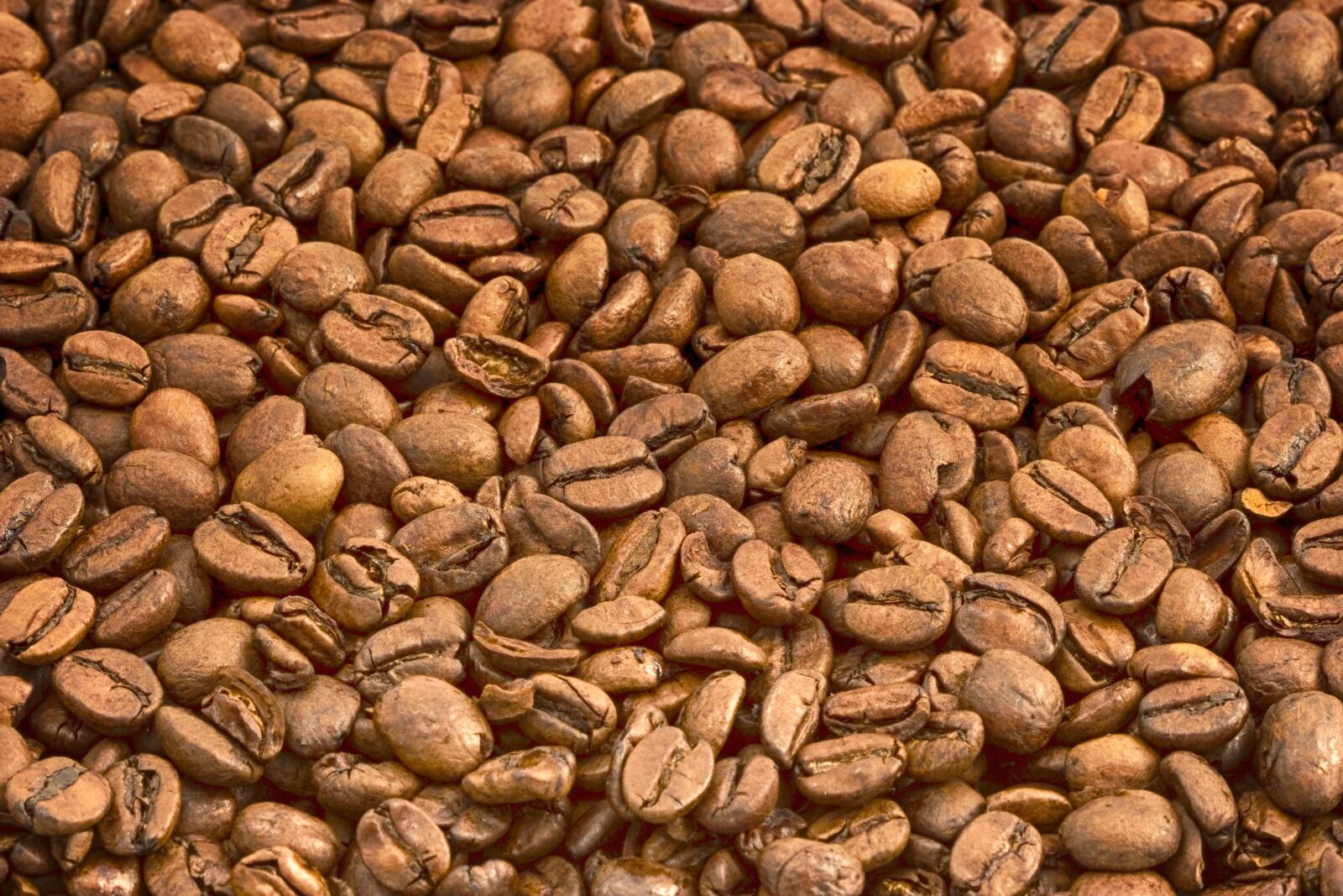 Canon EOS 350D (EOS Digital Rebel XT / EOS Kiss Digital N) sample photo. Coffee beans, beverage, drink photography