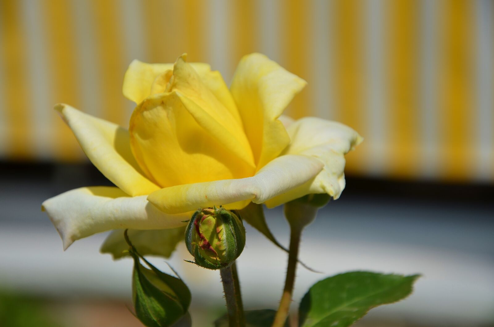 Nikon D7000 sample photo. Rose, flower, blossom photography