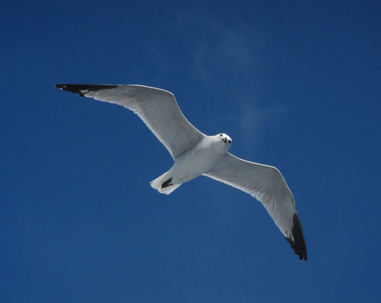Canon PowerShot S95 sample photo. Seagull, bird, ave photography