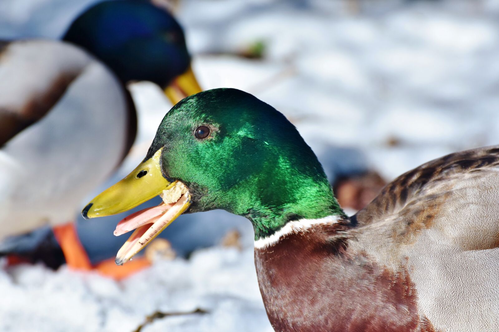 Nikon D7200 sample photo. Duck, drake, water bird photography