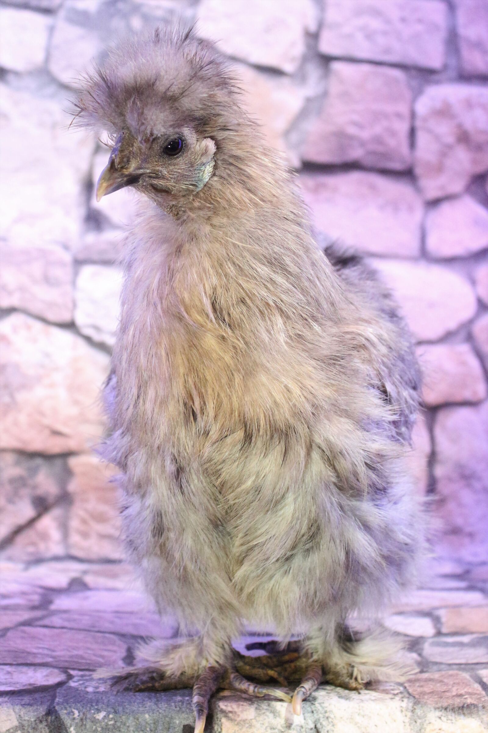 Canon EF-S 18-55mm F3.5-5.6 IS sample photo. Chicken, feather, close photography