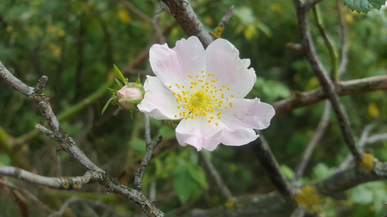 Samsung Galaxy S6 sample photo. Nature, flower, plant photography