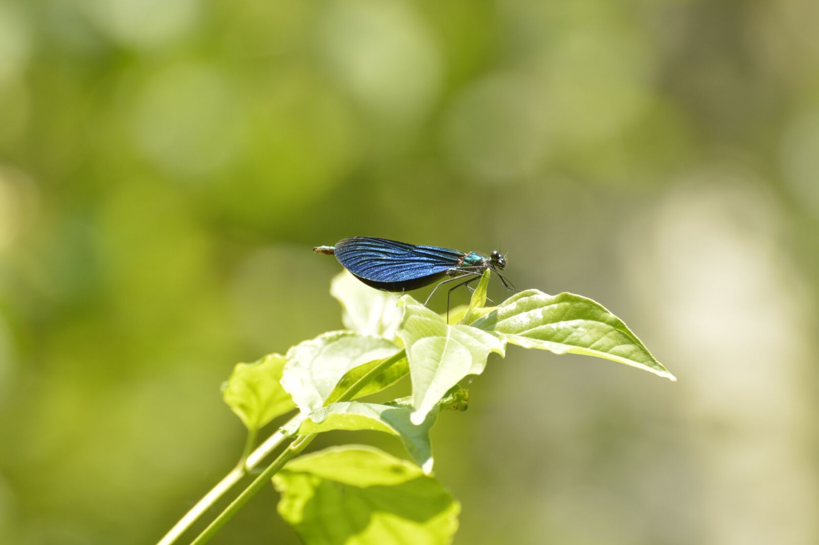 Nikon D3200 sample photo. Dragonfly, nature, close up photography