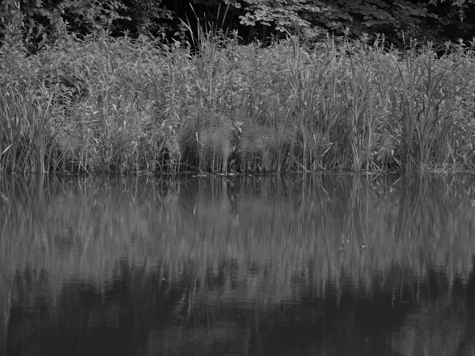 Olympus Zuiko Digital 40-150mm F3.5-4.5 sample photo. Reflection, water photography