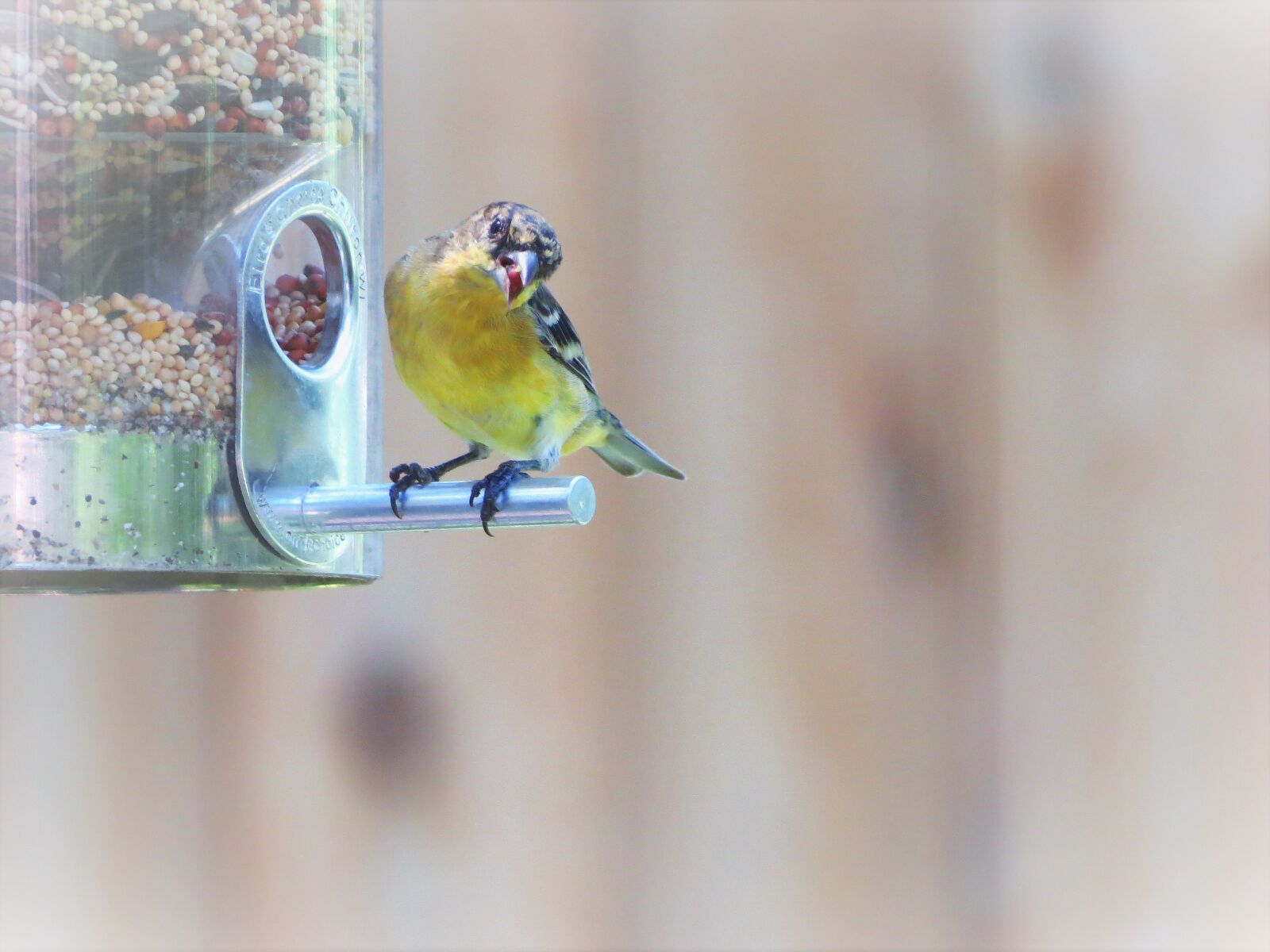 Canon PowerShot SX50 HS sample photo. Bird, yellow, gray photography