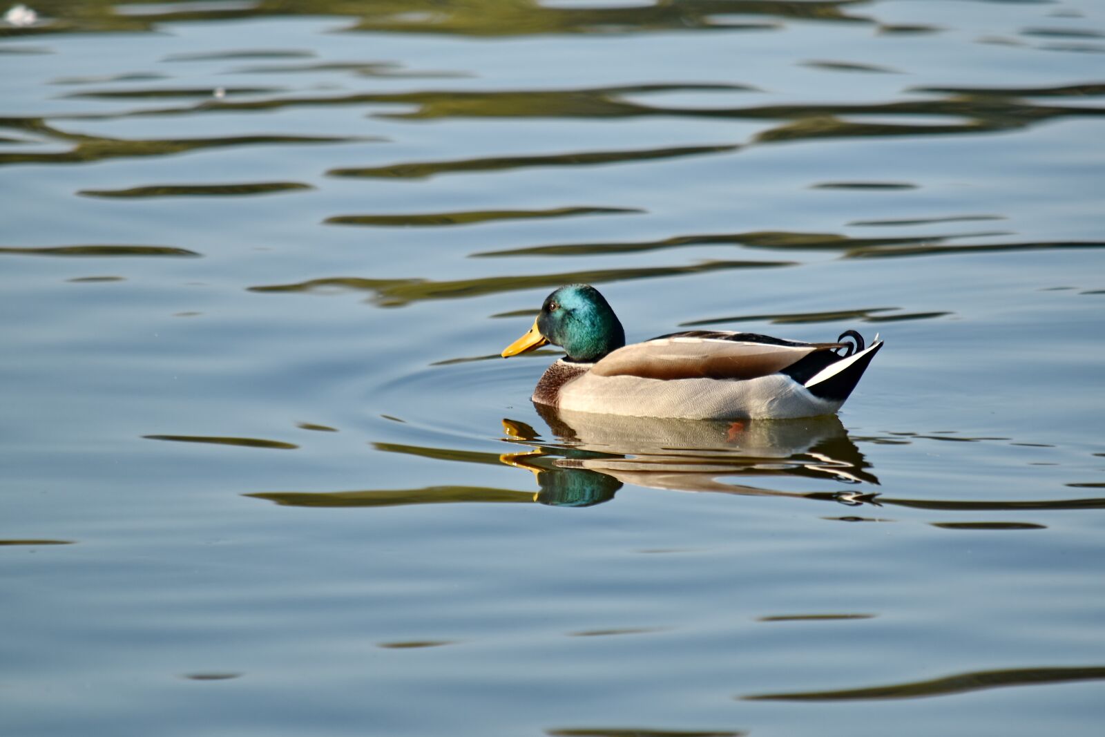 Nikon D5500 sample photo. Colorful, duck, mallard, natural photography