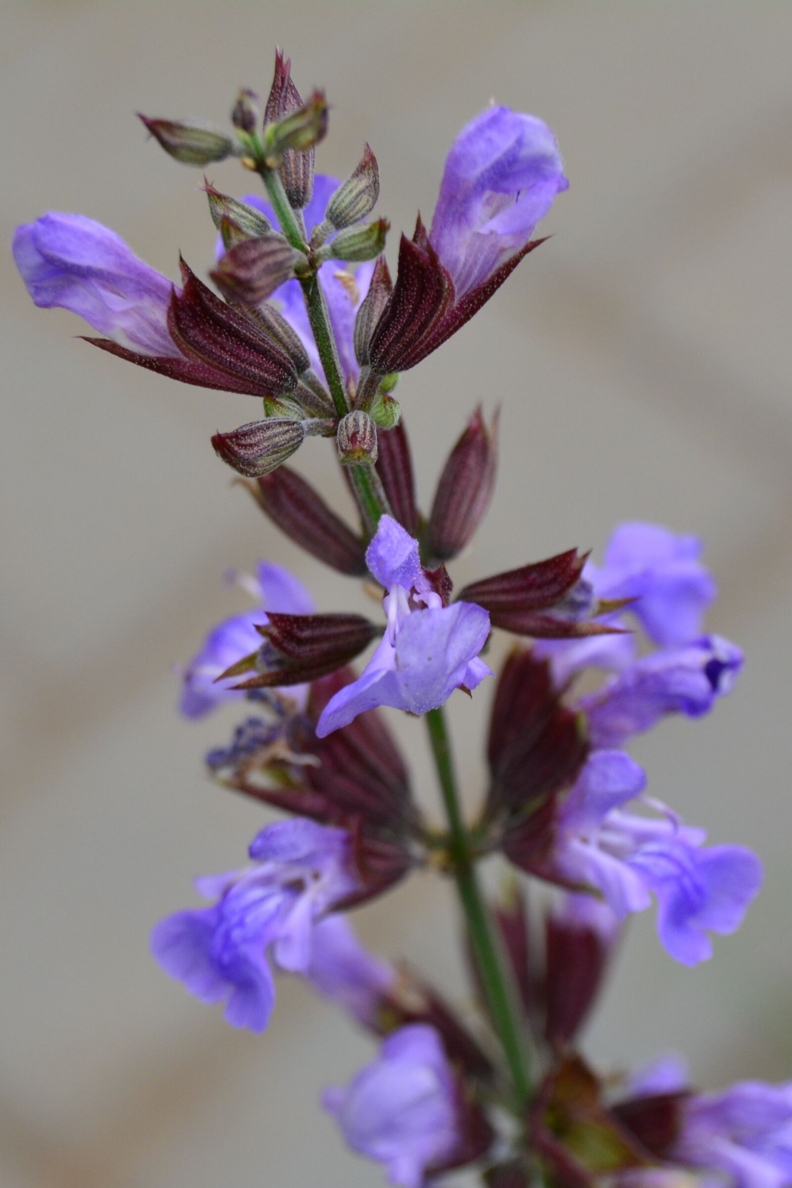 Nikon D5200 sample photo. Sage, flower, ornamental photography