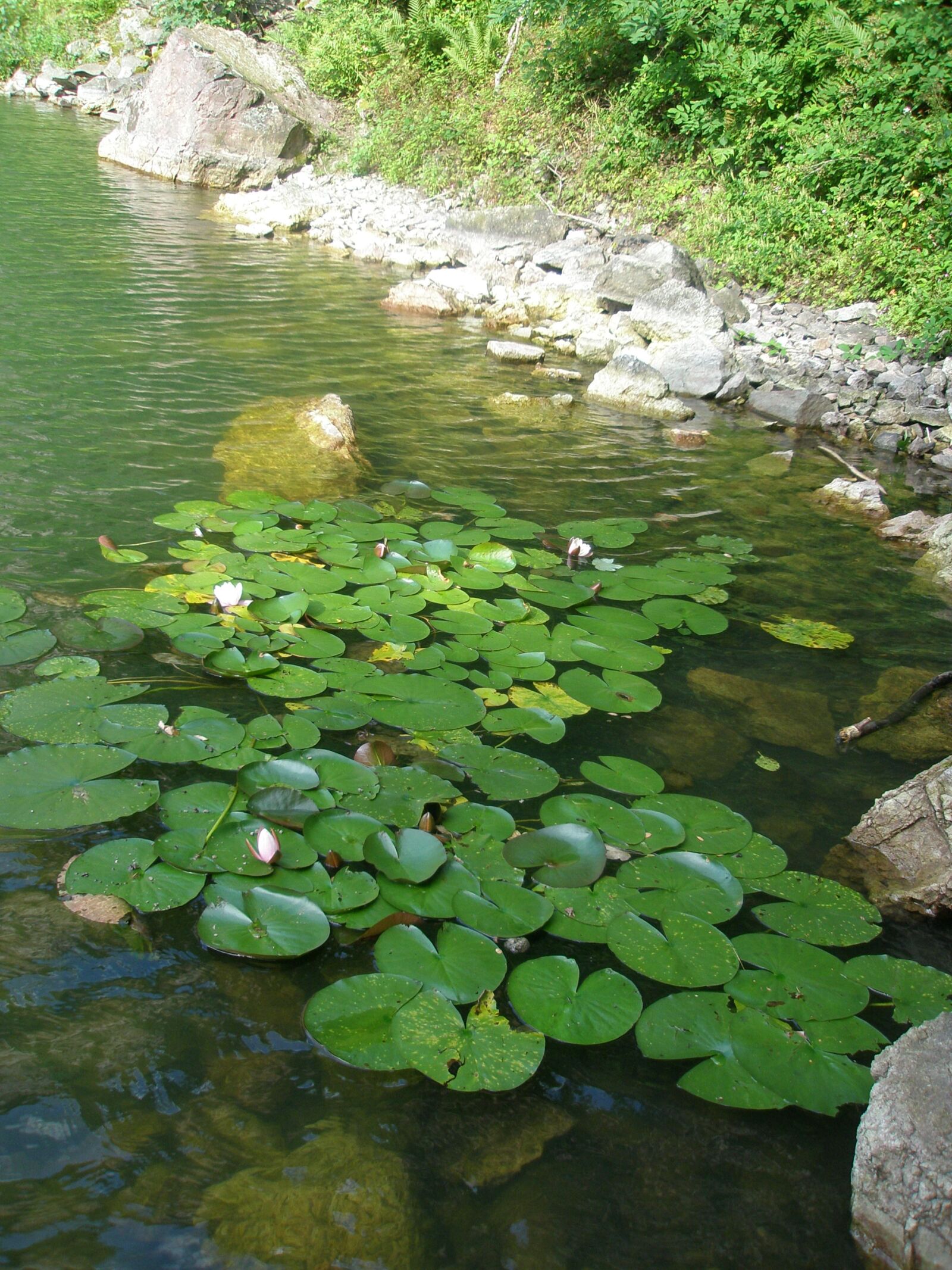 Olympus FE240/X795 sample photo. Water lilies, quarry, baden photography