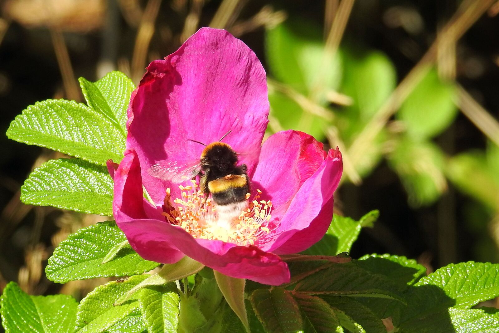 Nikon Coolpix P900 sample photo. Rose, potato rose, hummel photography