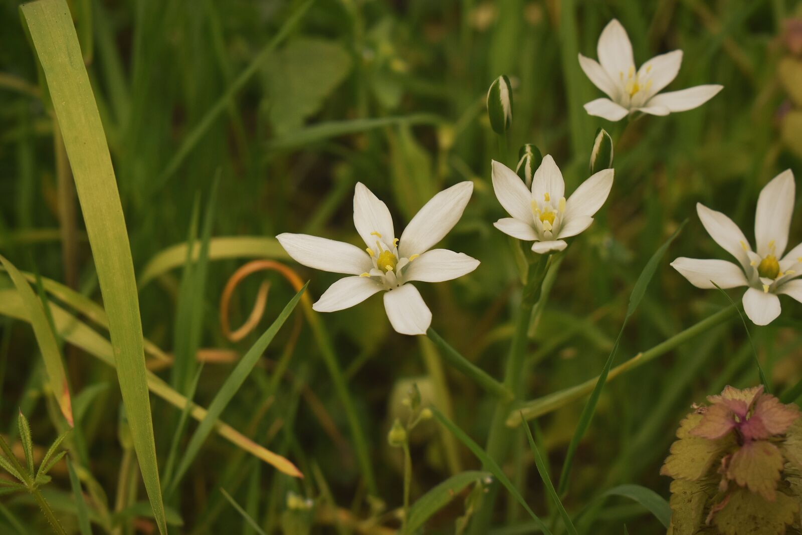 Nikon D5600 sample photo. Plant, nature, white photography