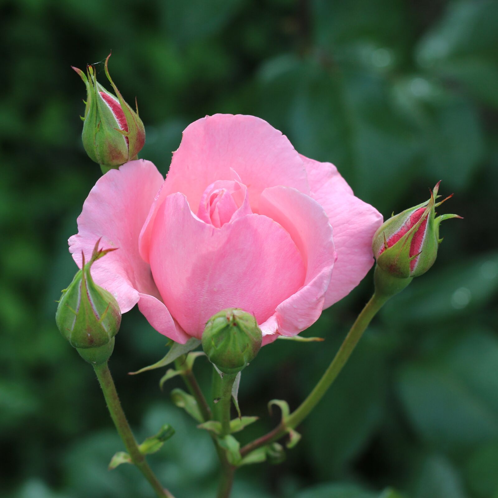 Canon EOS 700D (EOS Rebel T5i / EOS Kiss X7i) sample photo. Rose, pink rose, light photography