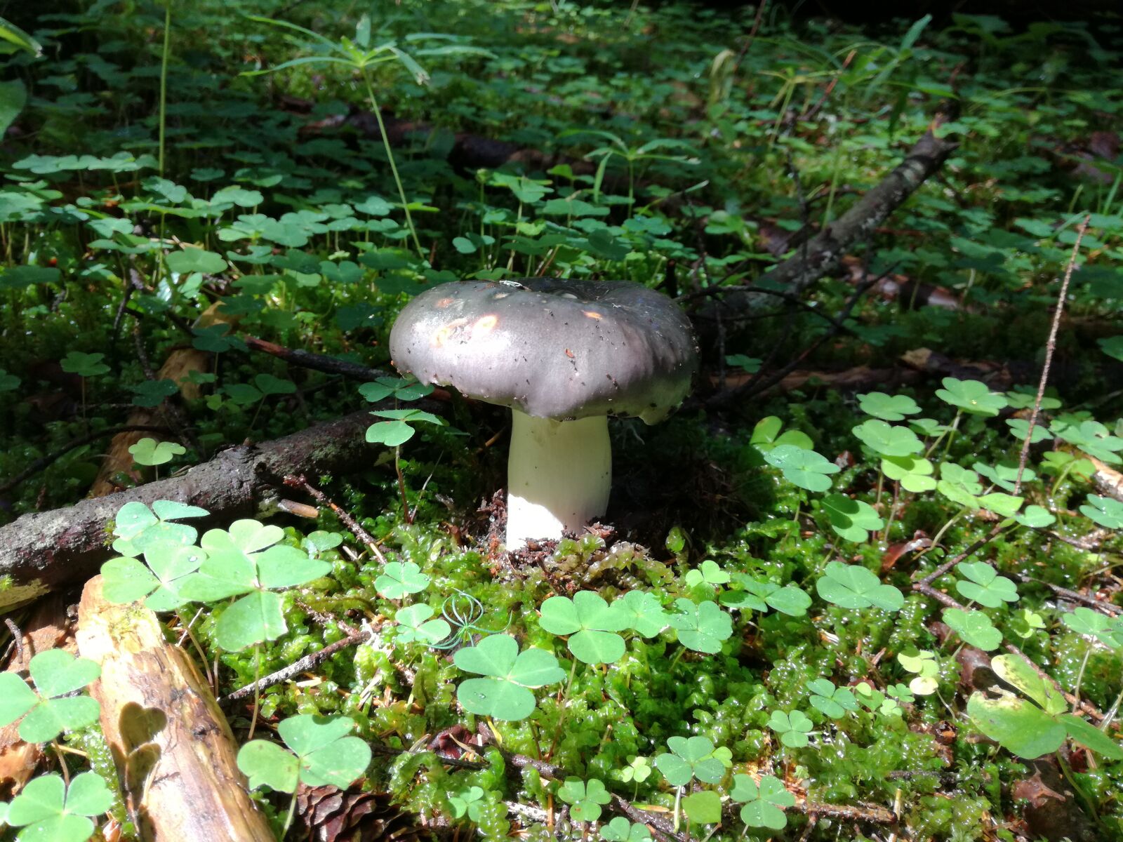 HUAWEI P9 LITE sample photo. Mushrooms, russula, nature photography