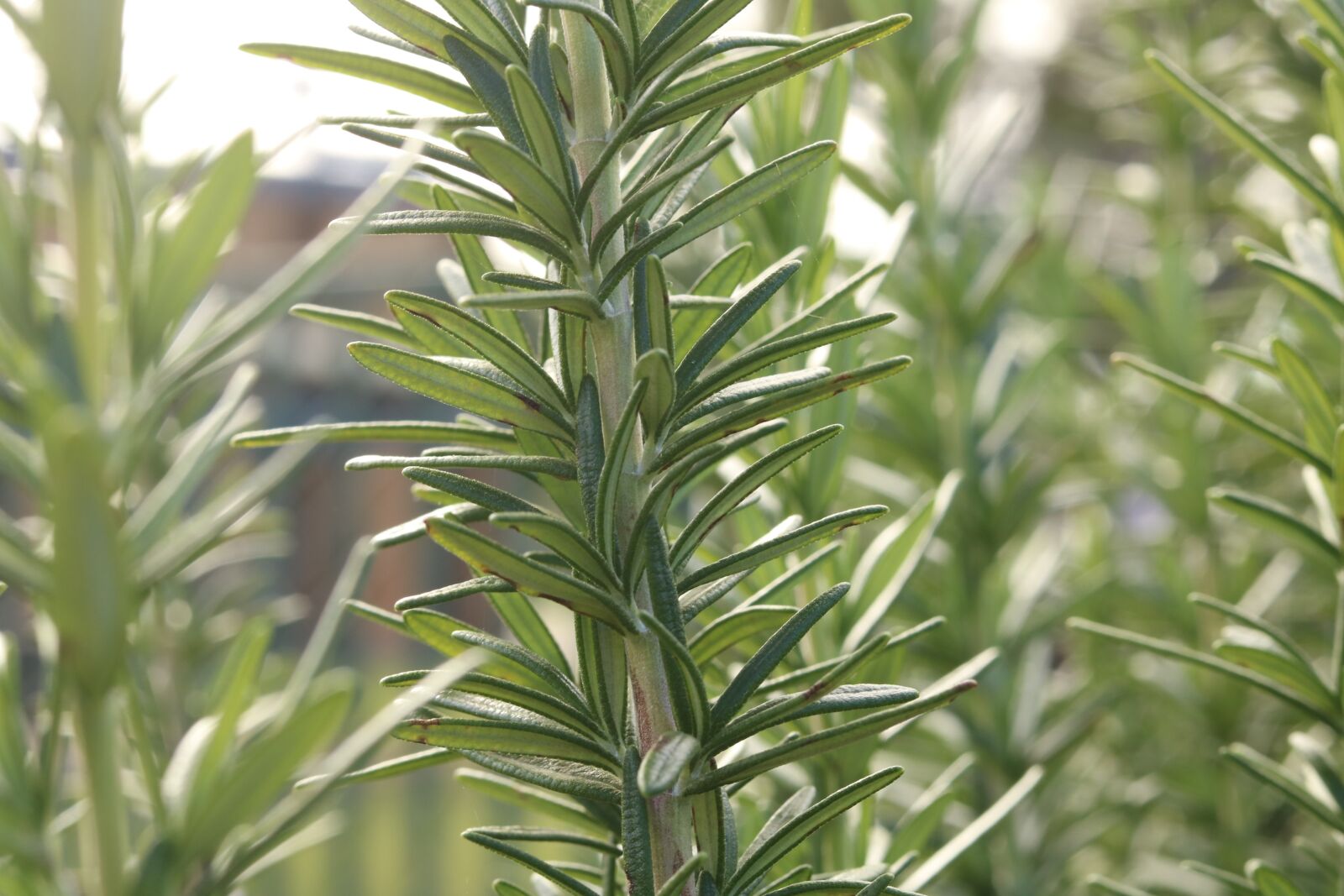 Canon EOS 750D (EOS Rebel T6i / EOS Kiss X8i) sample photo. Plant, green, nature photography