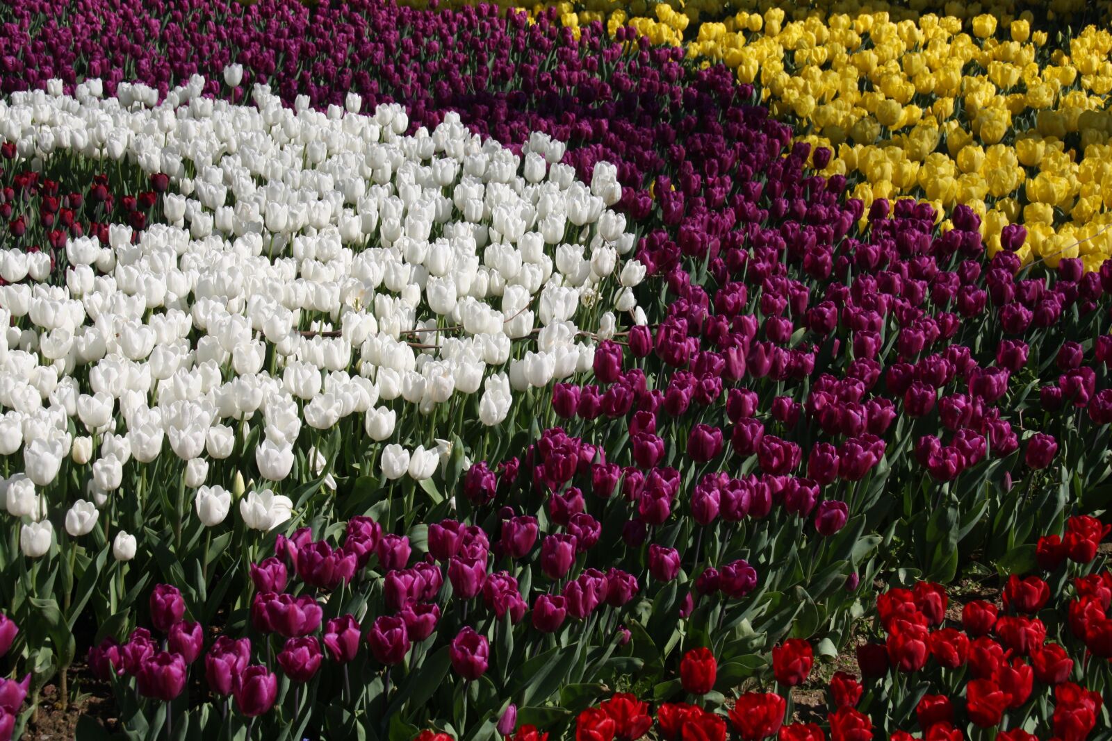 Canon EOS 450D (EOS Rebel XSi / EOS Kiss X2) sample photo. Tulips, spring, color photography