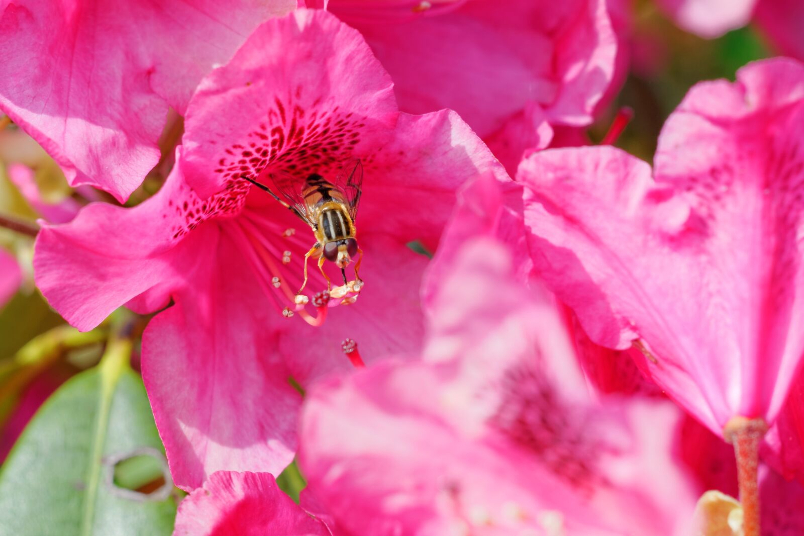 Nikon D300S sample photo. Flower, plant, color photography