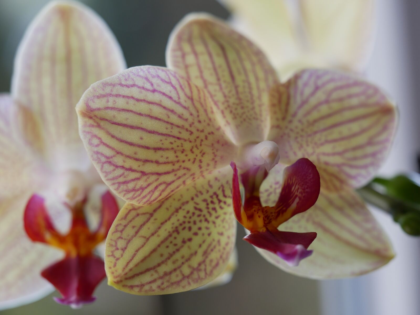 Panasonic Lumix DMC-GX85 (Lumix DMC-GX80 / Lumix DMC-GX7 Mark II) sample photo. Flower, tropical, exotic photography