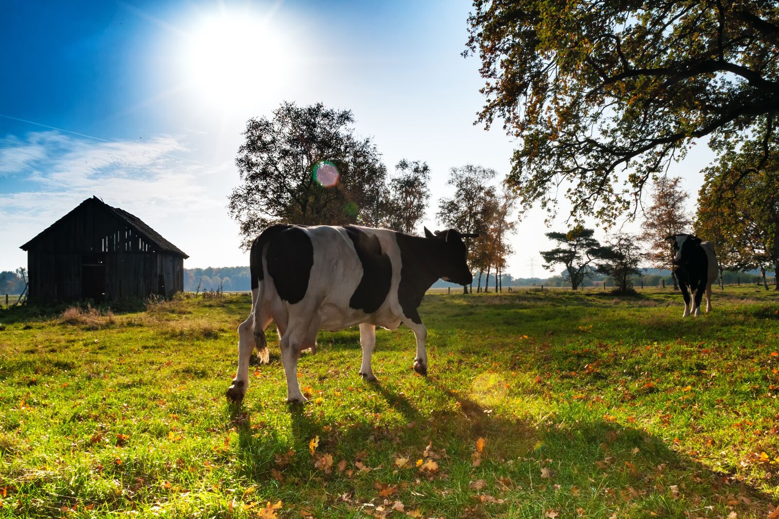 Nikon D90 sample photo. Cows, backlighting, meadow photography