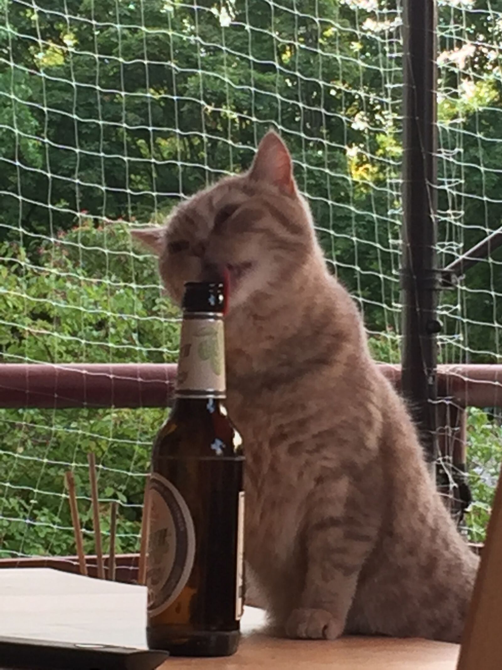 iPhone 6 back camera 4.15mm f/2.2 sample photo. Cat, beer, drunk photography