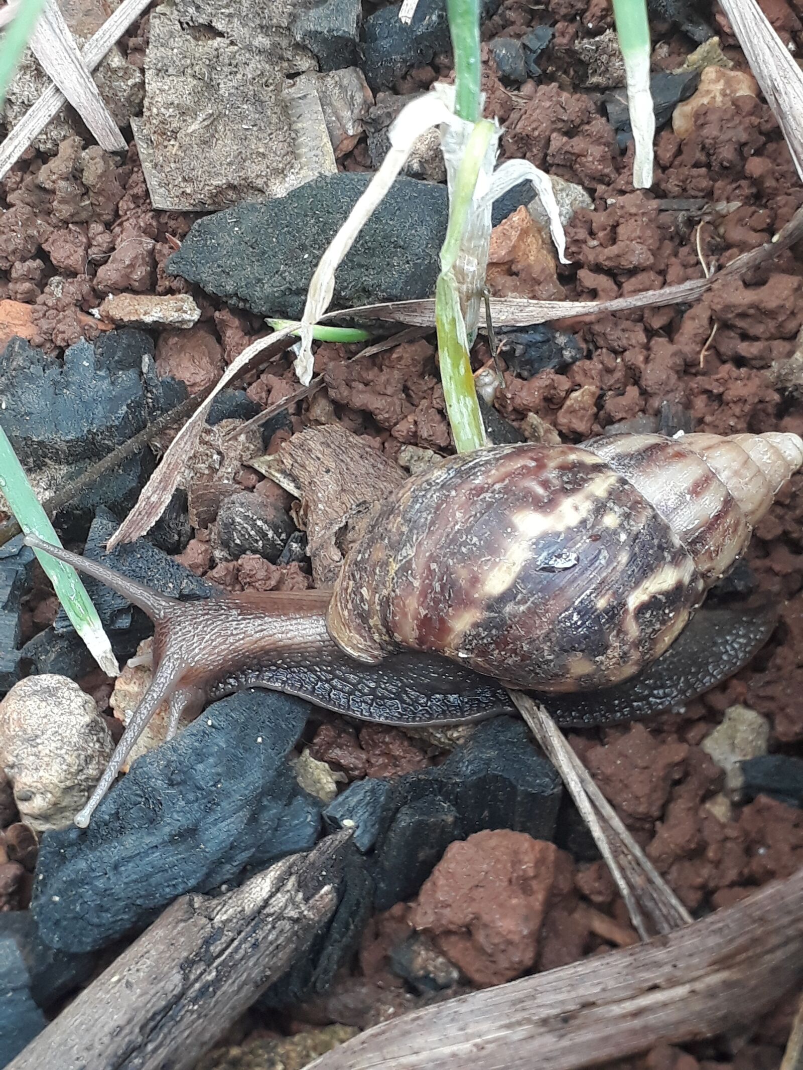 Samsung Galaxy J5 Prime sample photo. African snails, snail, conch photography