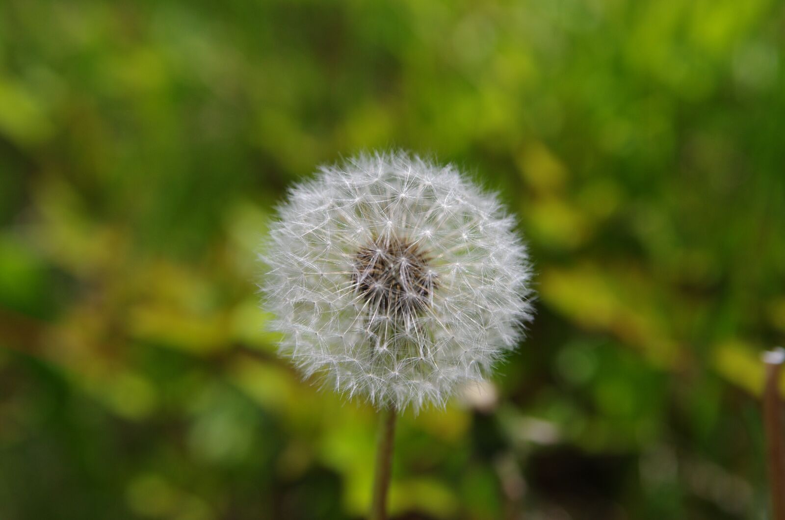 Pentax K-5 sample photo. Dandelion, nature, flower photography
