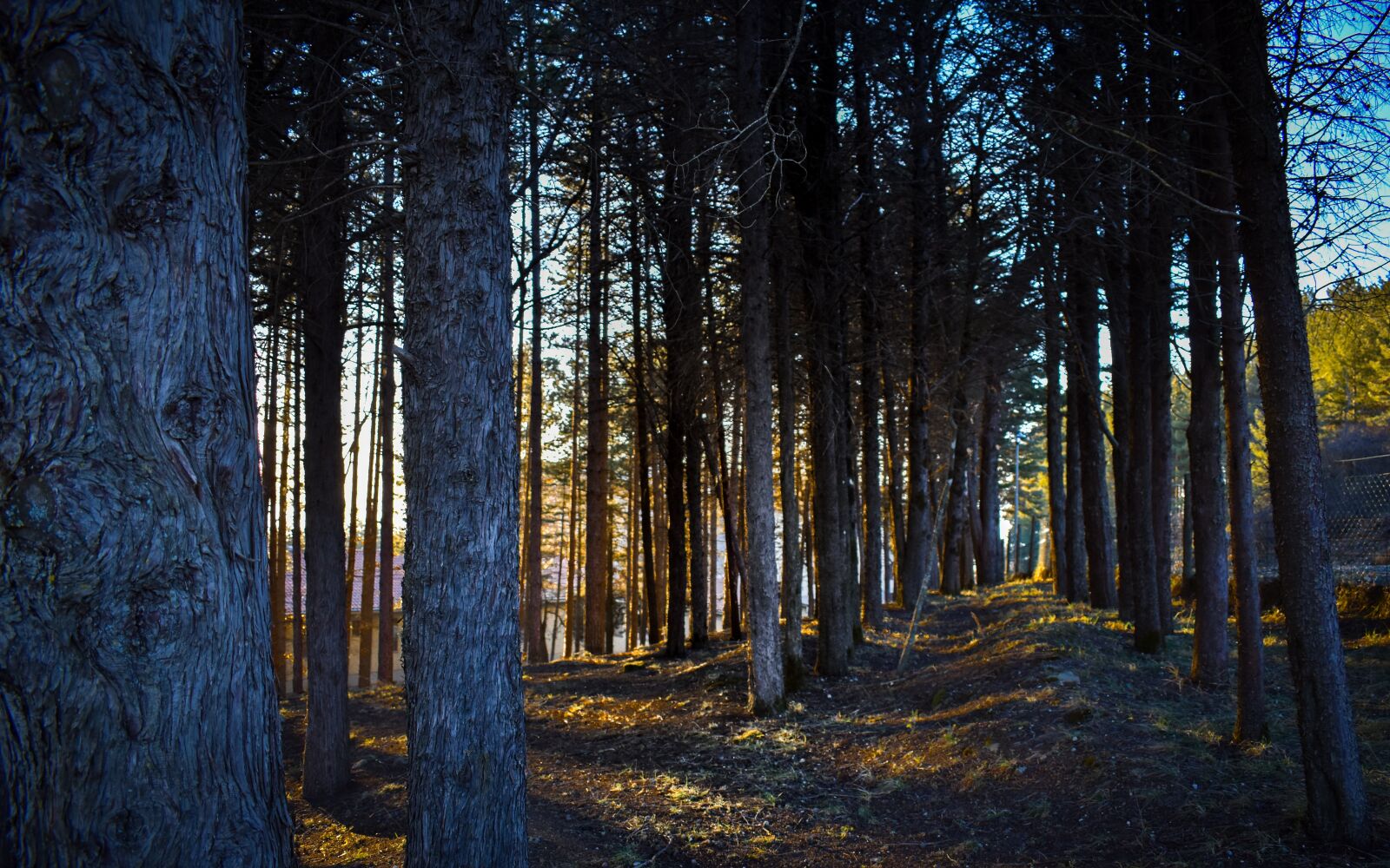 Nikon D3500 sample photo. Trees, lights, green photography