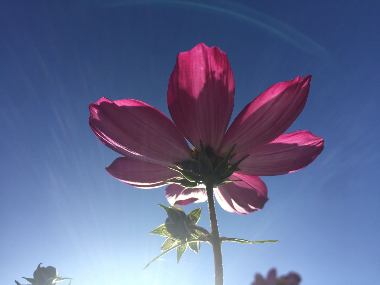 iPhone 6 Plus back camera 4.15mm f/2.2 sample photo. Flower, pink, sky photography